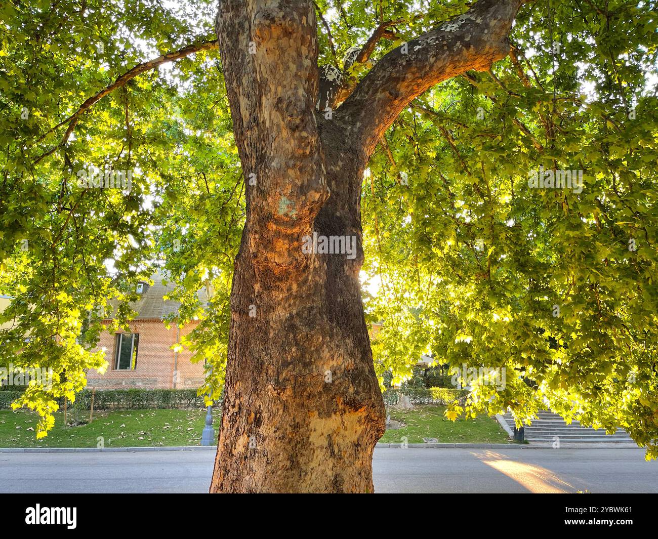 Platane. - Smartphone-aufgenommenes Stockfoto