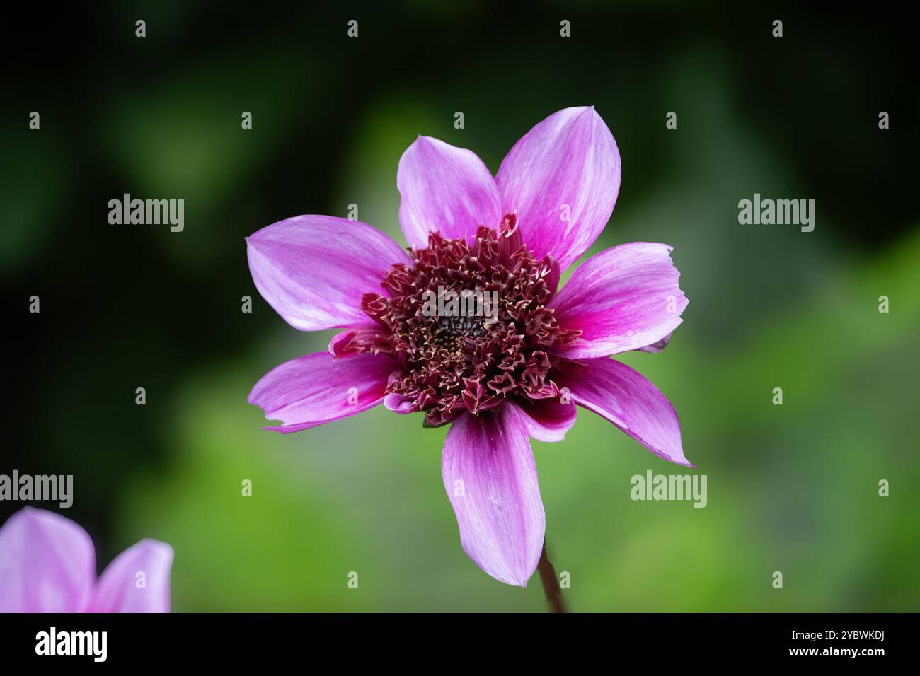 Hellrosa Dahlien grüner Hintergrund Stockfoto