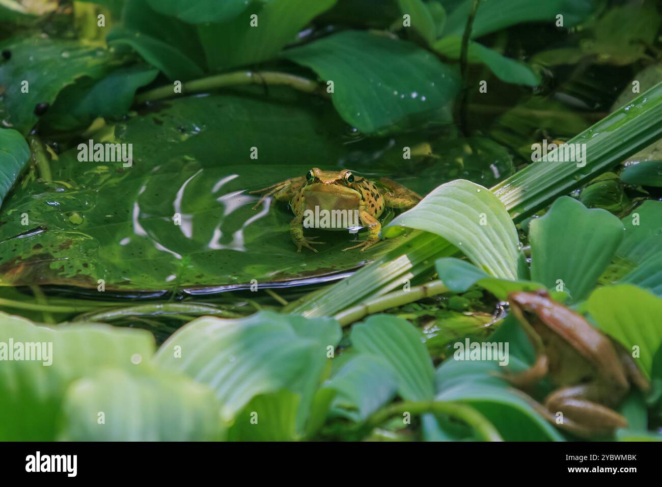 Zwei leuchtende Olivenfrösche (Nidirana adenpleura) sitzen auf grünen Blättern. Die braunen Markierungen des Frosches bieten eine hervorragende Tarnung zwischen dem dichten Laub von Stockfoto