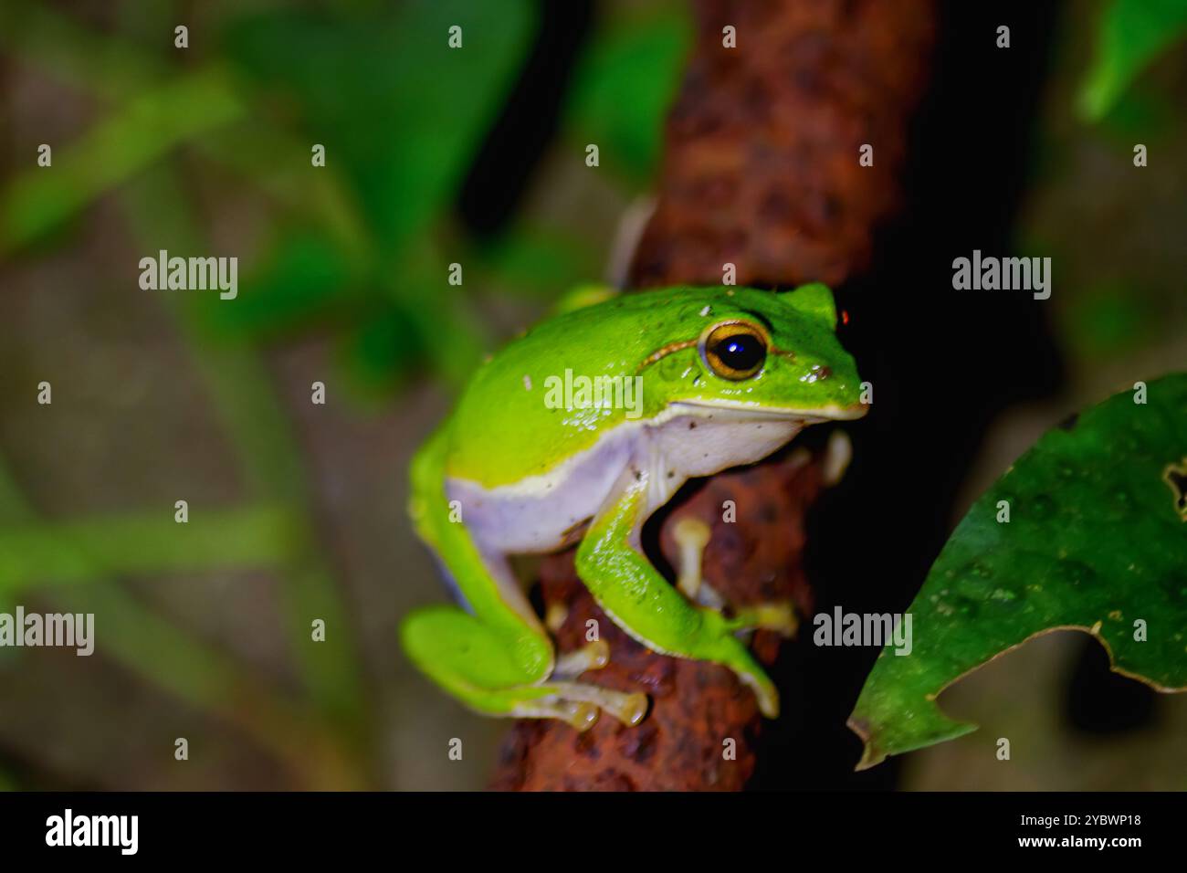 Ein leuchtender smaragdgrüner Baumfrosch (Zhangixalus aurantiventris) schmiegt sich an eine rostige Metallpfeife, deren hellgrüne Haut einen scharfen Kontrast zum oxidierten Sur bildet Stockfoto
