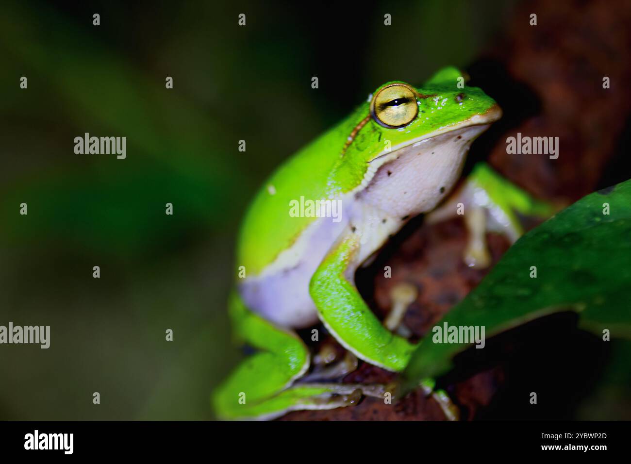 Ein leuchtender smaragdgrüner Baumfrosch (Zhangixalus aurantiventris) schmiegt sich an eine rostige Metallpfeife, deren hellgrüne Haut einen scharfen Kontrast zum oxidierten Sur bildet Stockfoto