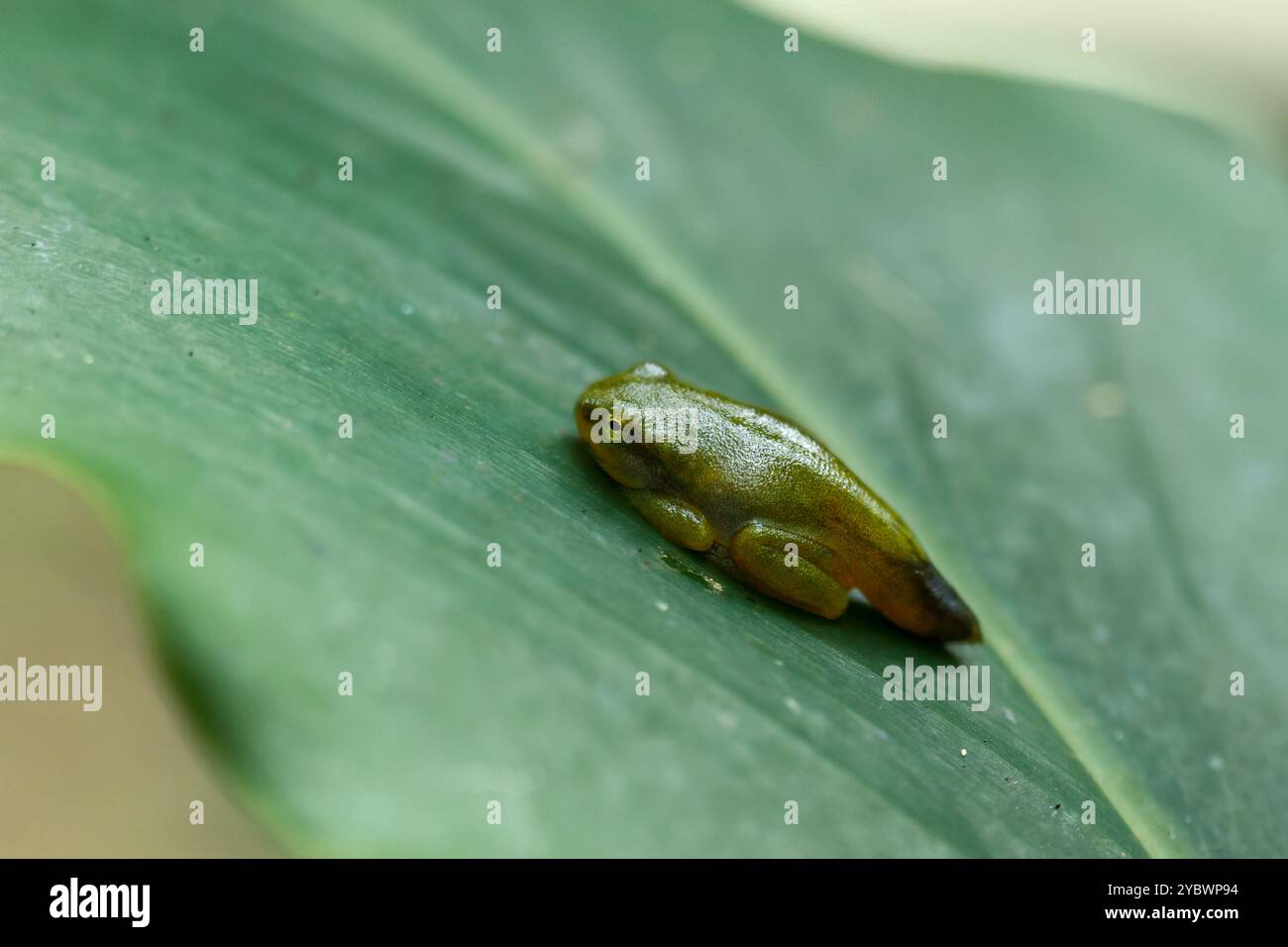 Ein kürzlich metamorphosierter chinesischer Baumfrosch (Hyla chinensis) thront auf einem grünen Blatt. Die hellgrüne Haut und die zarten Merkmale sind deutlich sichtbar. Stockfoto