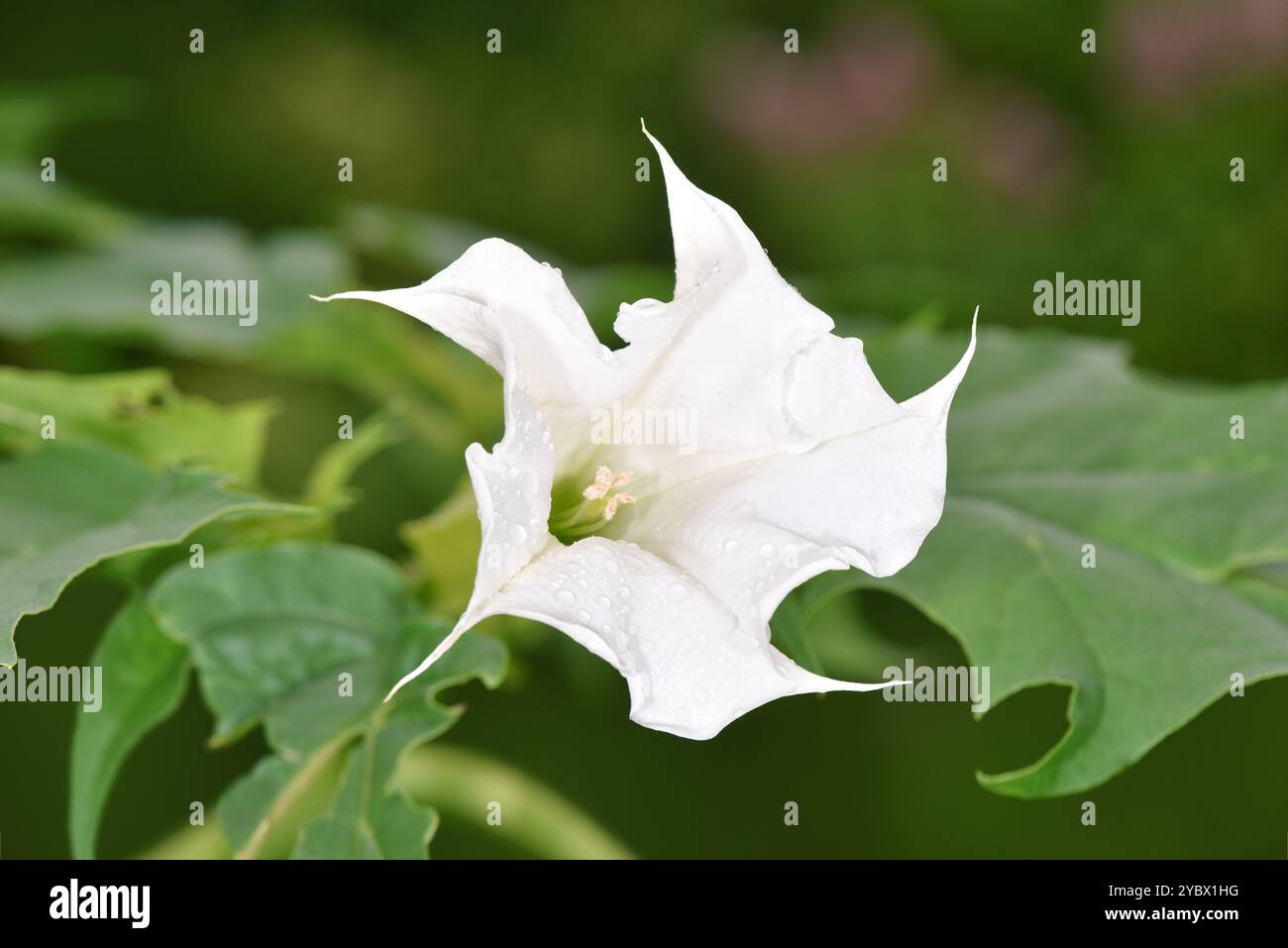 Thorn-Apfel - Datura stramonium Stockfoto