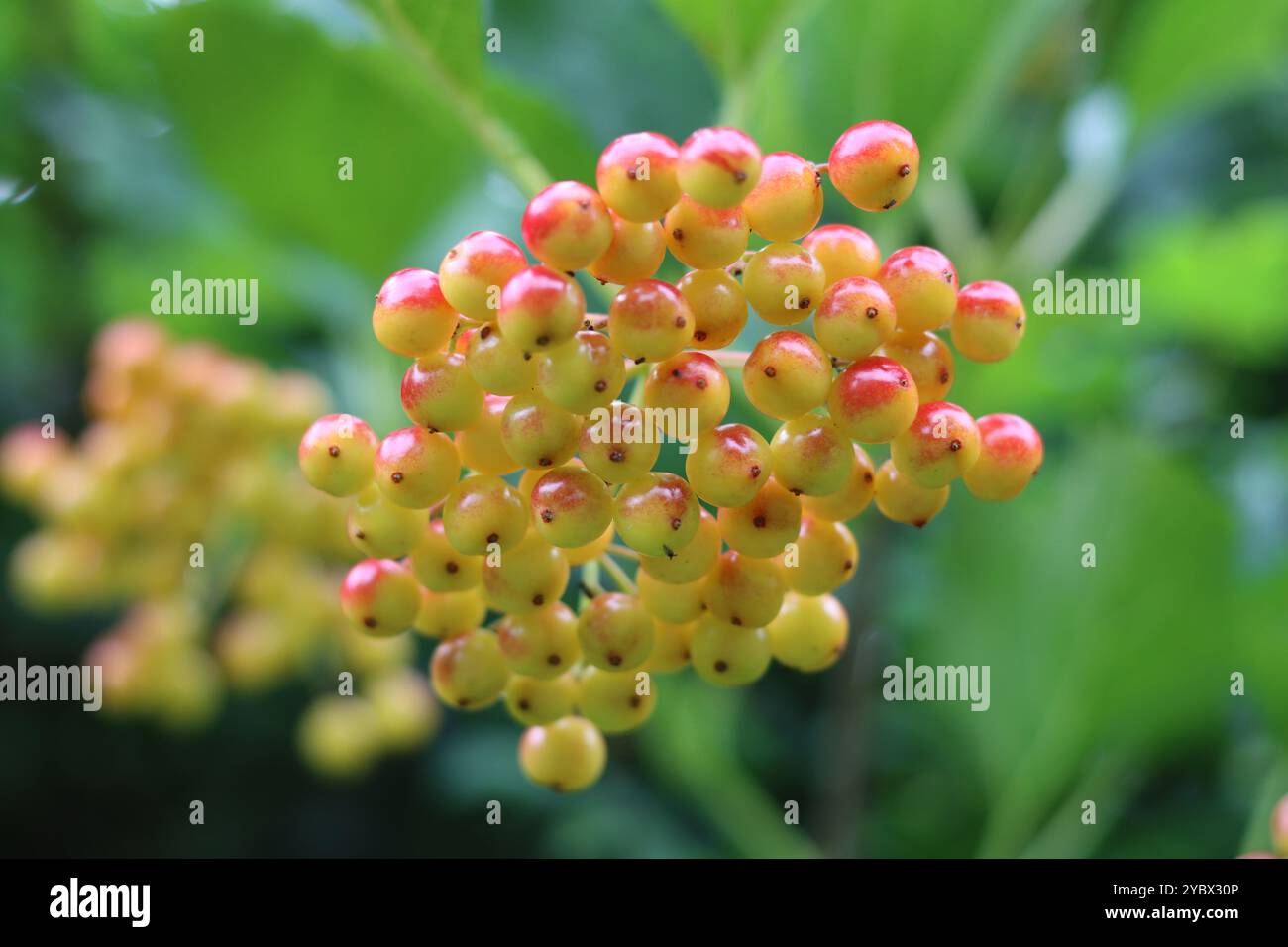 Nahaufnahme von Viburnum opulus oder Gelderrosen-Beeren Stockfoto