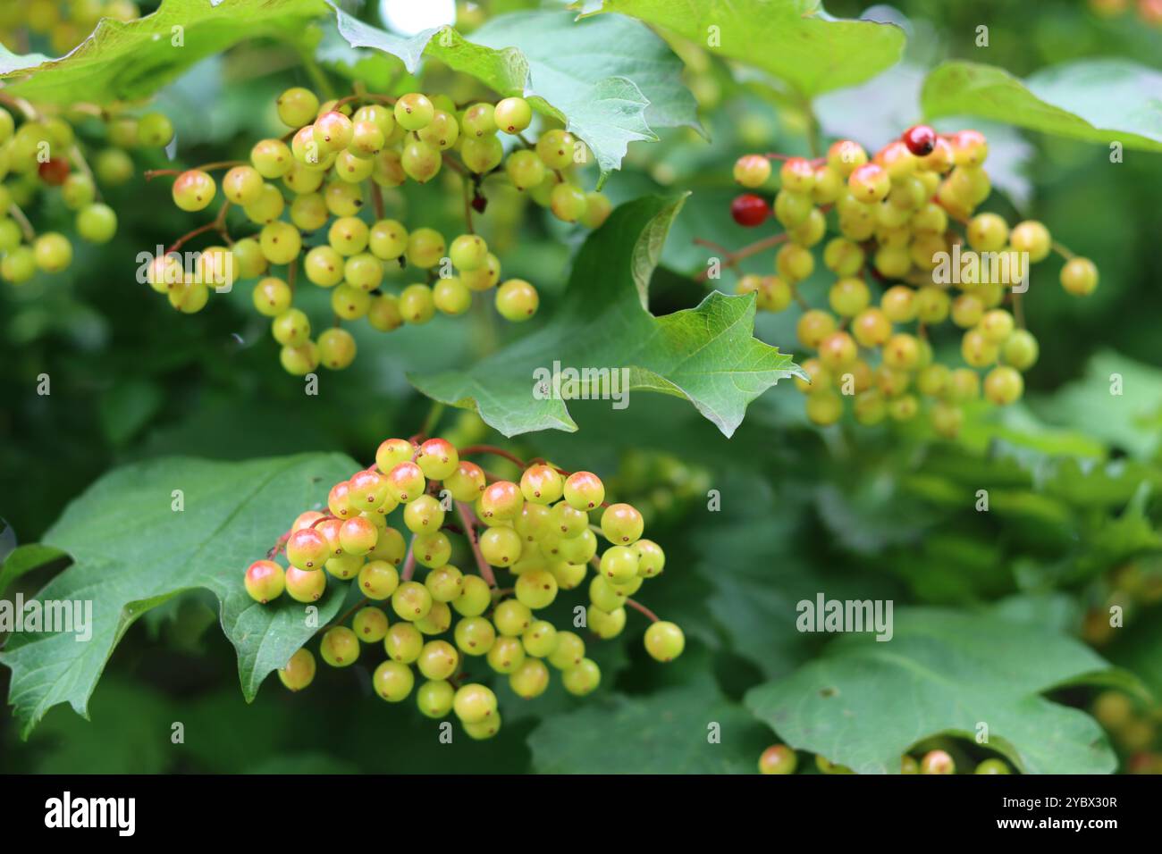Nahaufnahme von Viburnum opulus oder Gelderrosen-Beeren Stockfoto