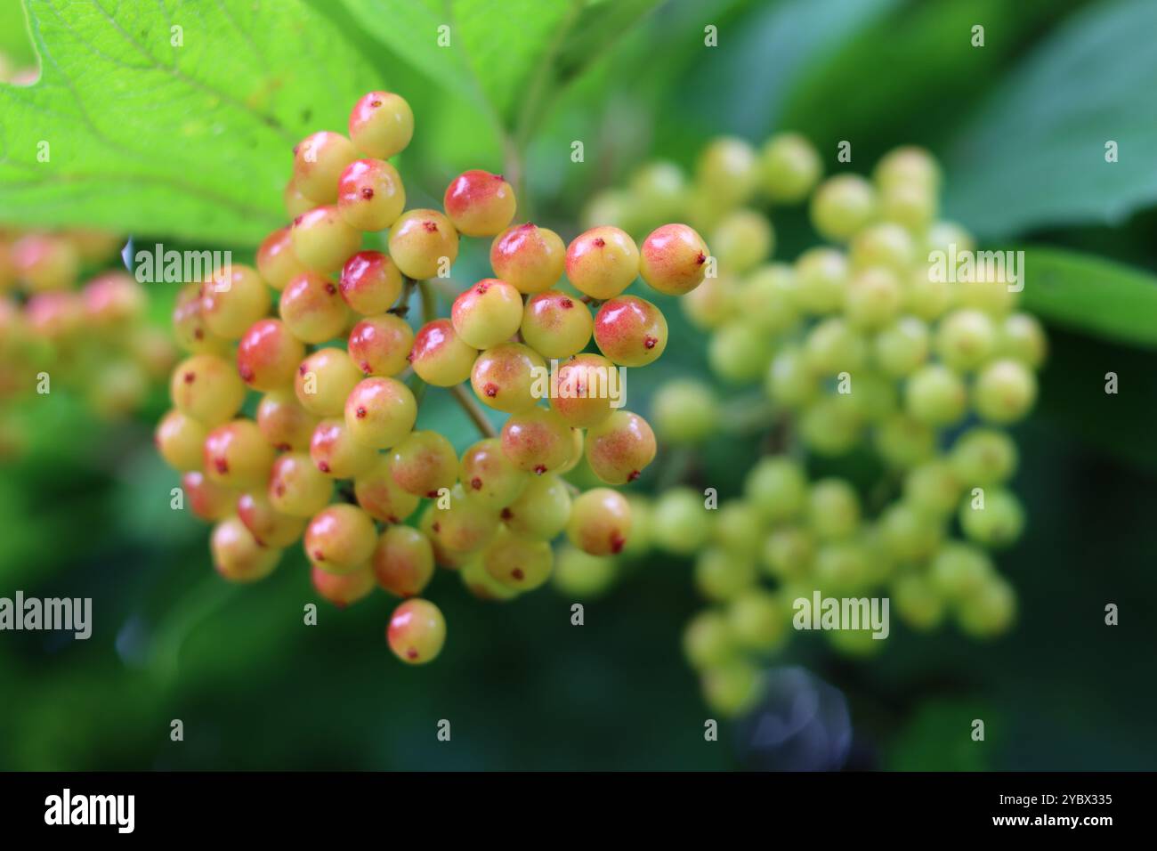 Nahaufnahme von Viburnum opulus oder Gelderrosen-Beeren Stockfoto