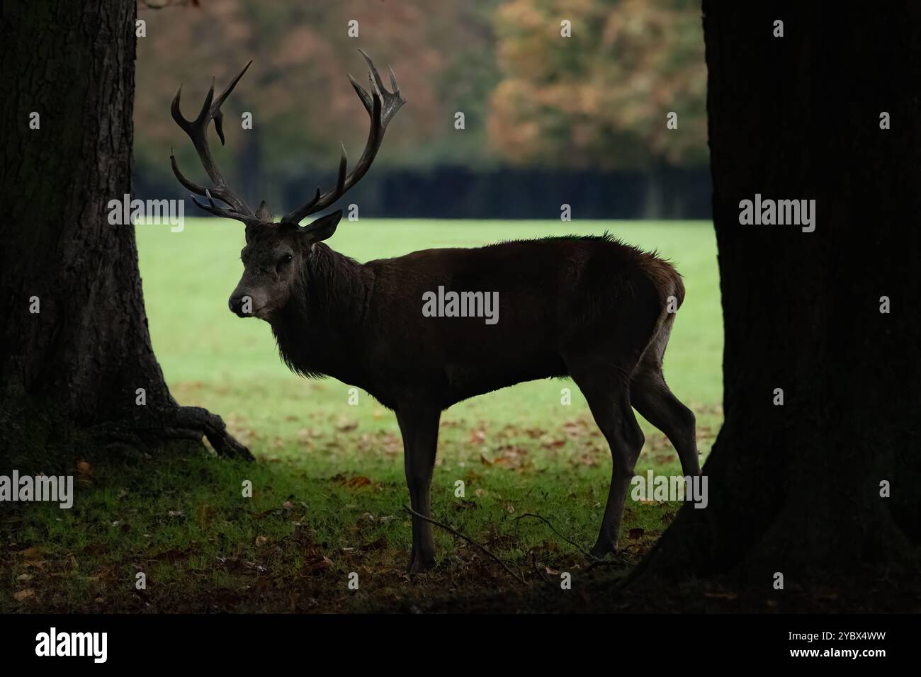 Rothirsch in Silhouette, Bushy Park, London Stockfoto