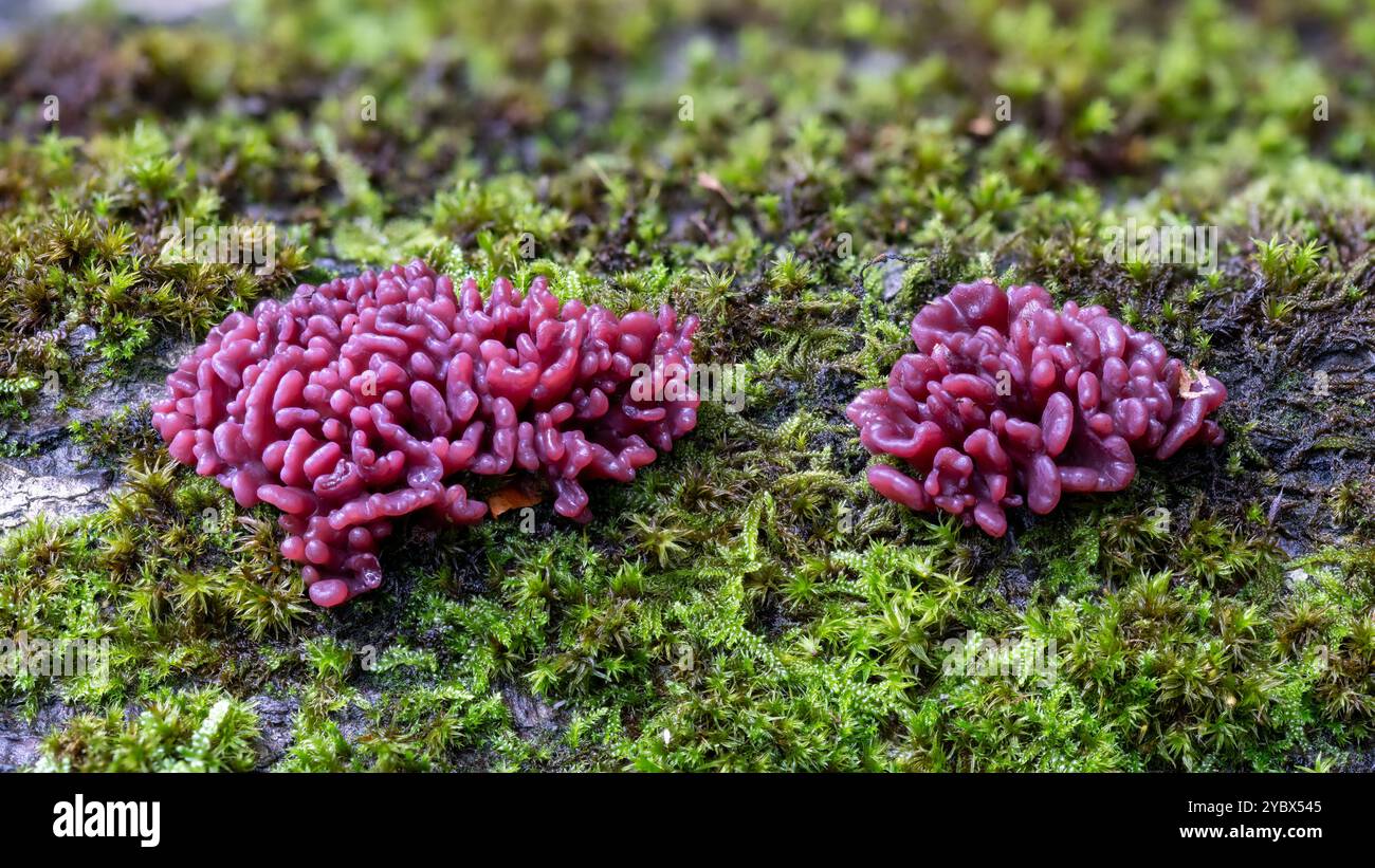 Purple Gelee Brain Pilz - Ascocoryne sarkoides, Nahaufnahme Stockfoto