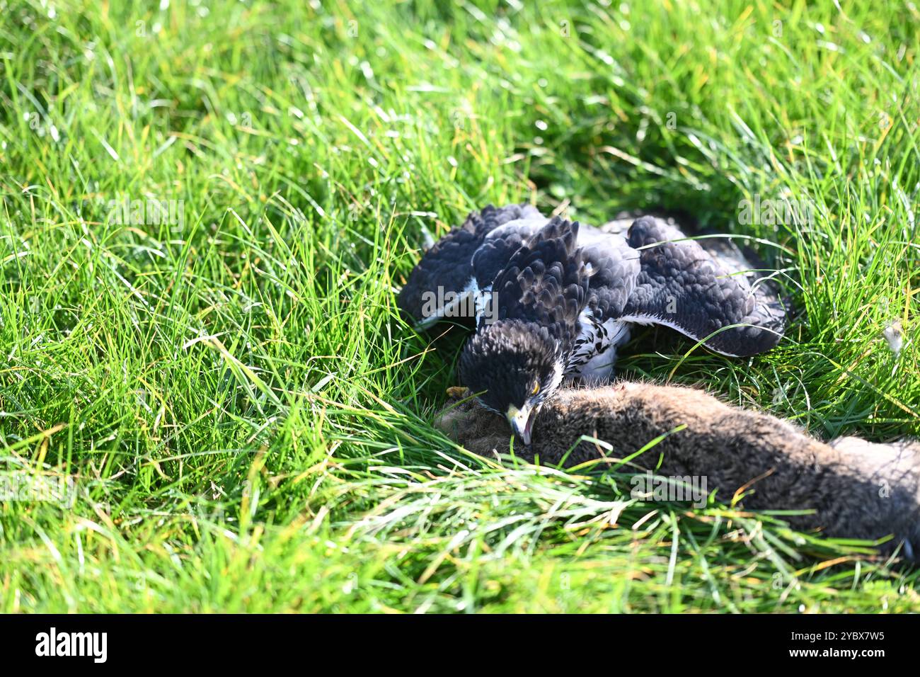 Beizjagd in Ostfriesland. Ein Adler hat einen Feldhasen erlegt. In Niedersachsen haben an diesem Wochenende 20 Falkner aus ganz Europa, an einer traditionellen Beizjagd teilgenommen. Im Jahr 2010 erhielt die Beizjagd besondere Anerkennung: Sie wurde in die repräsentative Liste des immateriellen Kulturerbes der Menschheit der UNESCO aufgenommen. Das Treffen in Riepe bietet den Falknern eine Gelegenheit, ihre beeindruckenden Jagdvögel in Aktion zu zeigen und sich über Techniken und Erfahrungen auszutauschen. Für Naturliebhaber und interessierte ist es ein seltenes Spektakel, die jahrhunderte alt Stockfoto