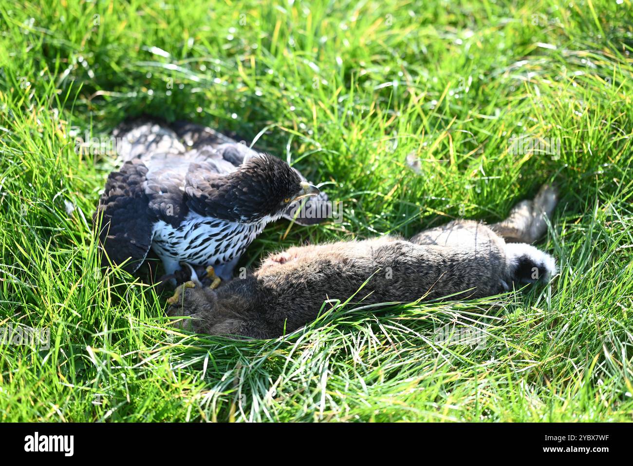 Beizjagd in Ostfriesland. Ein Adler hat einen Feldhasen erlegt. In Niedersachsen haben an diesem Wochenende 20 Falkner aus ganz Europa, an einer traditionellen Beizjagd teilgenommen. Im Jahr 2010 erhielt die Beizjagd besondere Anerkennung: Sie wurde in die repräsentative Liste des immateriellen Kulturerbes der Menschheit der UNESCO aufgenommen. Das Treffen in Riepe bietet den Falknern eine Gelegenheit, ihre beeindruckenden Jagdvögel in Aktion zu zeigen und sich über Techniken und Erfahrungen auszutauschen. Für Naturliebhaber und interessierte ist es ein seltenes Spektakel, die jahrhunderte alt Stockfoto