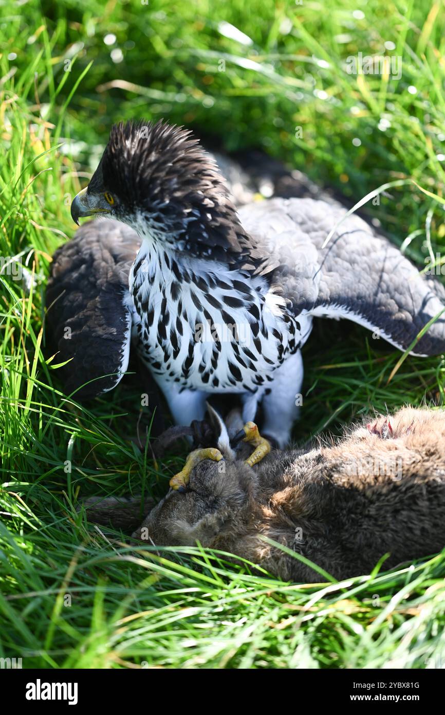 Beizjagd in Ostfriesland. Ein Adler hat einen Feldhasen erlegt. In Niedersachsen haben an diesem Wochenende 20 Falkner aus ganz Europa, an einer traditionellen Beizjagd teilgenommen. Im Jahr 2010 erhielt die Beizjagd besondere Anerkennung: Sie wurde in die repräsentative Liste des immateriellen Kulturerbes der Menschheit der UNESCO aufgenommen. Das Treffen in Riepe bietet den Falknern eine Gelegenheit, ihre beeindruckenden Jagdvögel in Aktion zu zeigen und sich über Techniken und Erfahrungen auszutauschen. Für Naturliebhaber und interessierte ist es ein seltenes Spektakel, die jahrhunderte alt Stockfoto