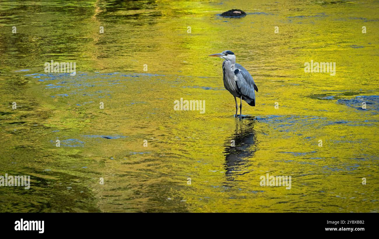 Graureiher in Untiefen (langbeinige Watvögel, s-förmiger Hals, scharfer Spitzschnabel und Schnabel, Jäger- und Raubfischjagd) - Yorkshire Dales, England, Großbritannien. Stockfoto