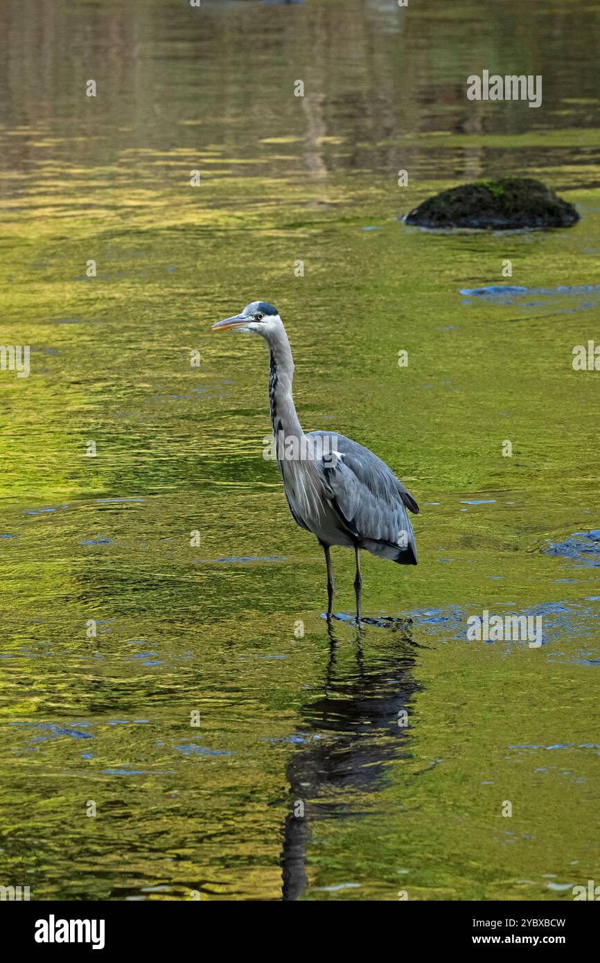 Graureiher in Untiefen (langbeinige Watvögel, scharfe Spitzschnabelschnabelschnabel, Jägerfischerei, Jagd auf Beute) - Yorkshire Dales, England, Großbritannien. Stockfoto