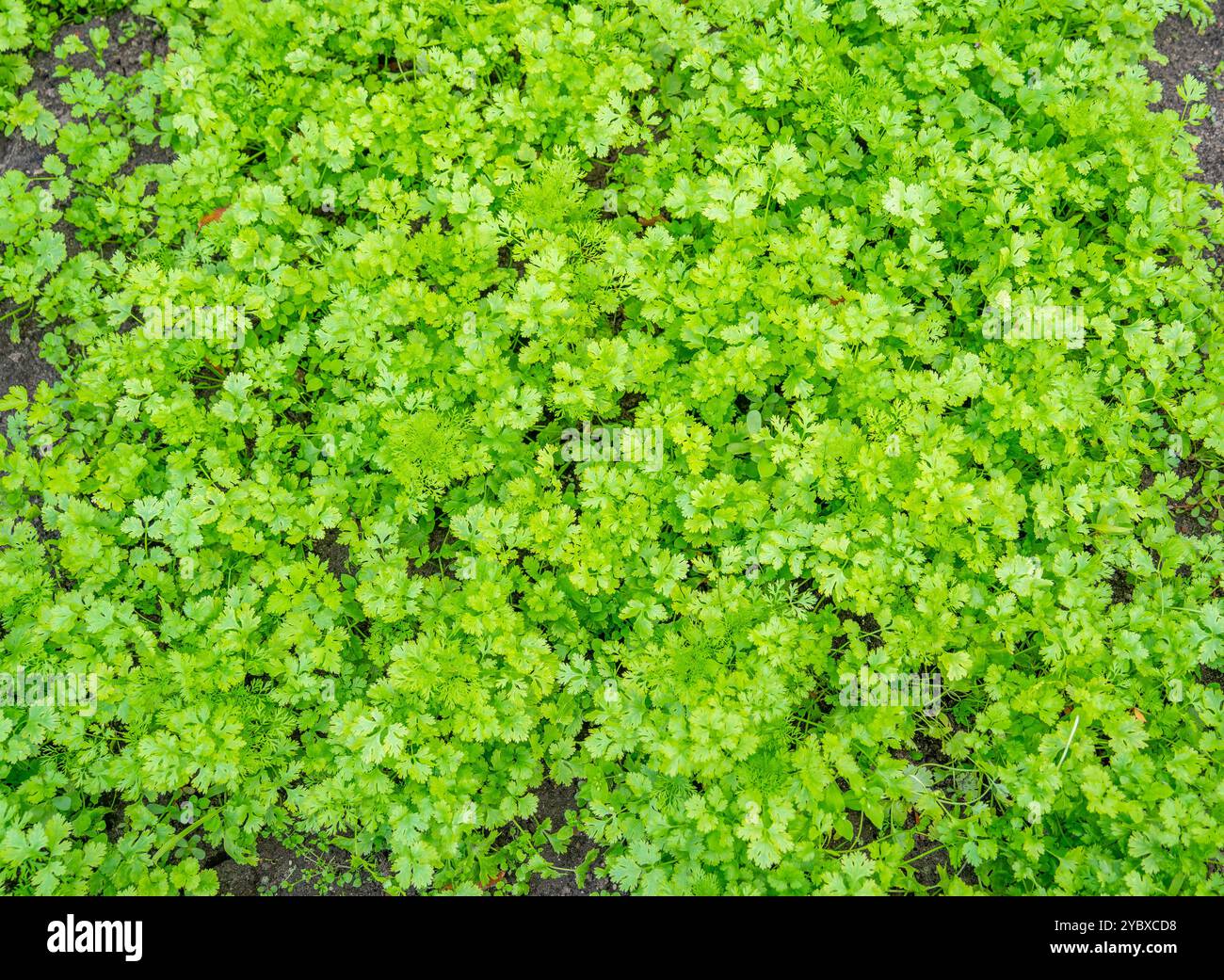 Nahaufnahme des Korianderanbaus ((Coriandrum sativum) Stockfoto