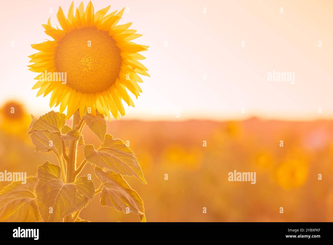 Wunderschöne Landschaft mit Sonnenblumenfeld mit Sonnenblume vorne und Rest des Feldes im Hintergrund. Stockfoto