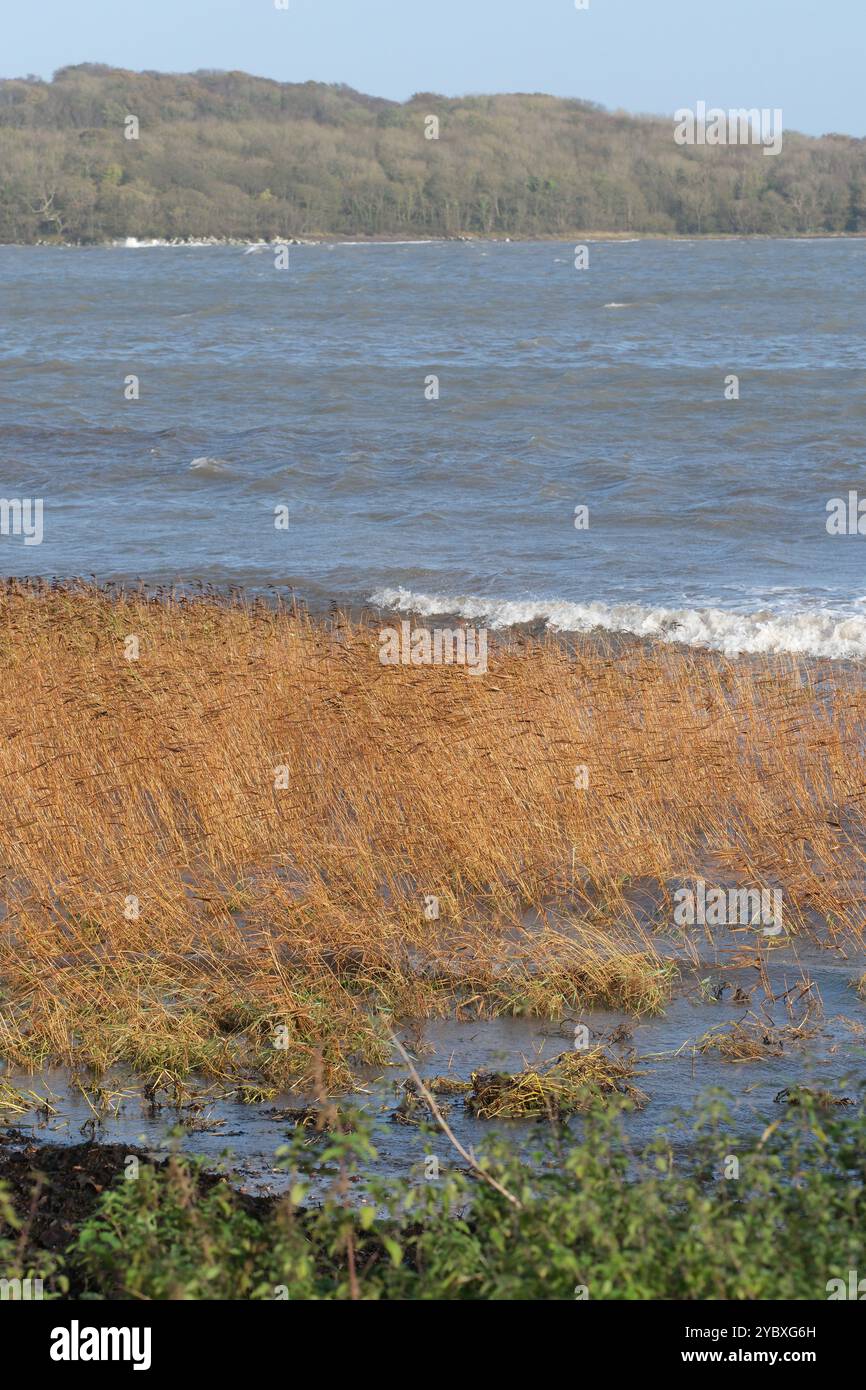 Phragmites australis wächst in Garlieston, Wigtownshire Schottland, das von der eintretenden Meeresflut überschwemmt wird - Foto Oktober 2024 Stockfoto