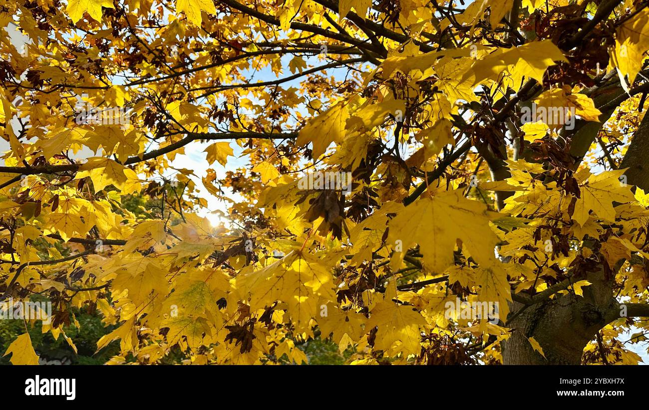 Ein norwegischer Ahorn (Acer platanoides) in Berlin-Schöneberg im Herbst Stockfoto