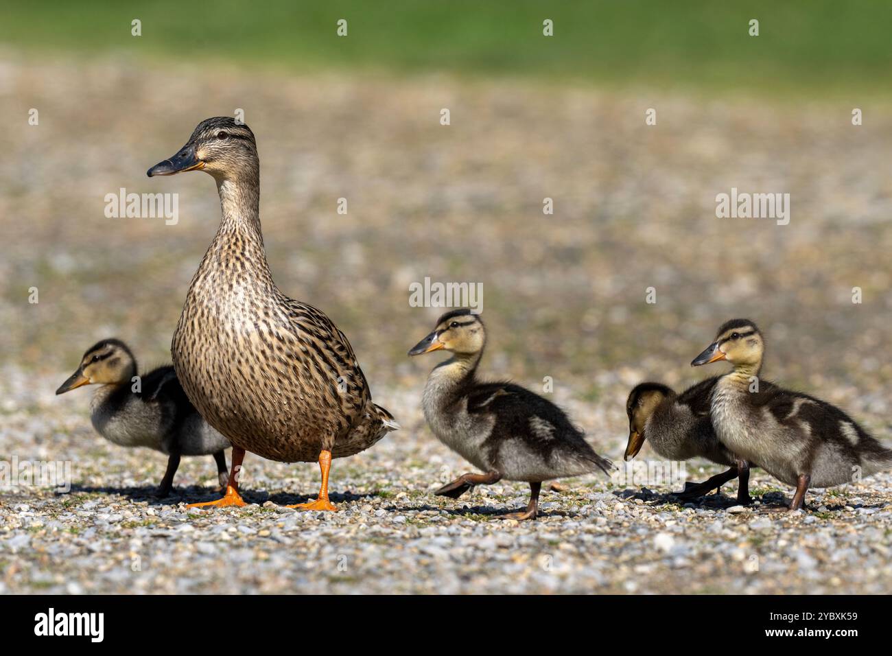 Stockenten -Anas platyrhynchos mit Entlein. Stockfoto