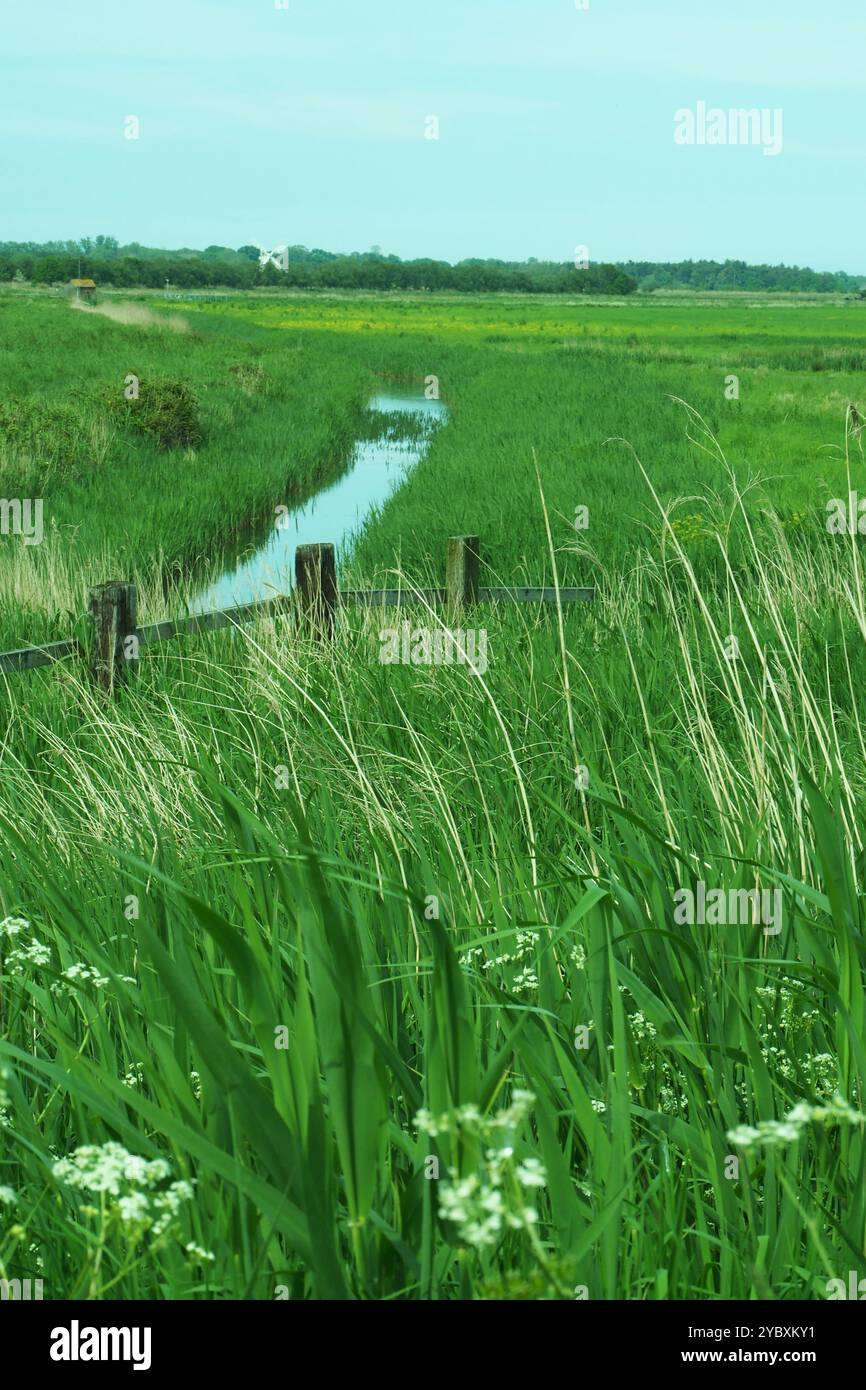 Ein Deich an den Norfolk Broads in Norfolk, England, Großbritannien, der die traditionellen Schilfbetten zeigt, die auf beiden Seiten für die Dachreetgewinnung geerntet wurden Stockfoto