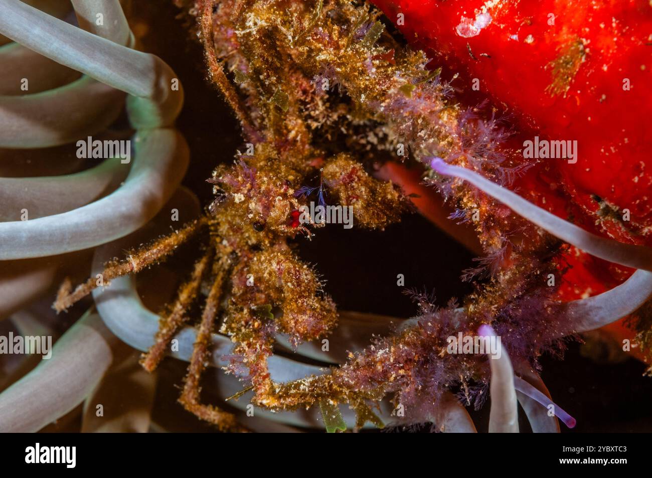Anemone Spider Crab, Inachus phalangium, in seiner Anemone, Costa Brava, Katalonien, Spanien Stockfoto