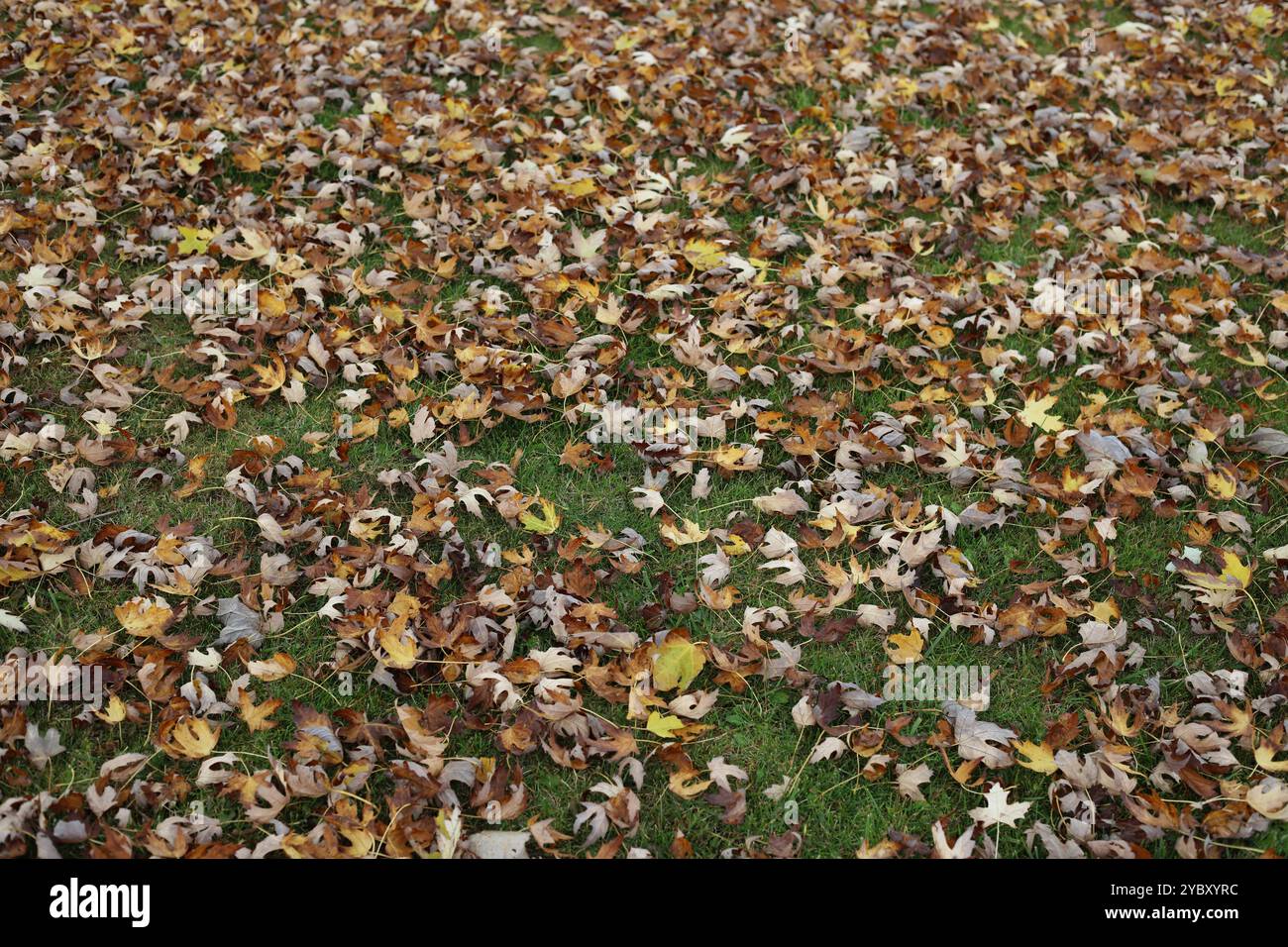 Gras bedeckt mit einer Schicht Herbstlaub, mit braunen und gelben Blättern von einem Crimson King Maple Baum in Trevor, Wisconsin, USA Stockfoto