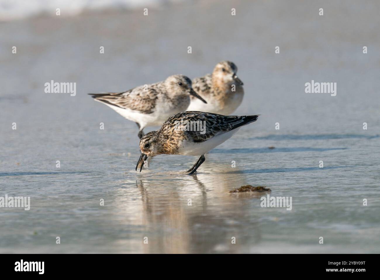 Sanderling an einem Strand in der Bretagne, Frankreich Stockfoto