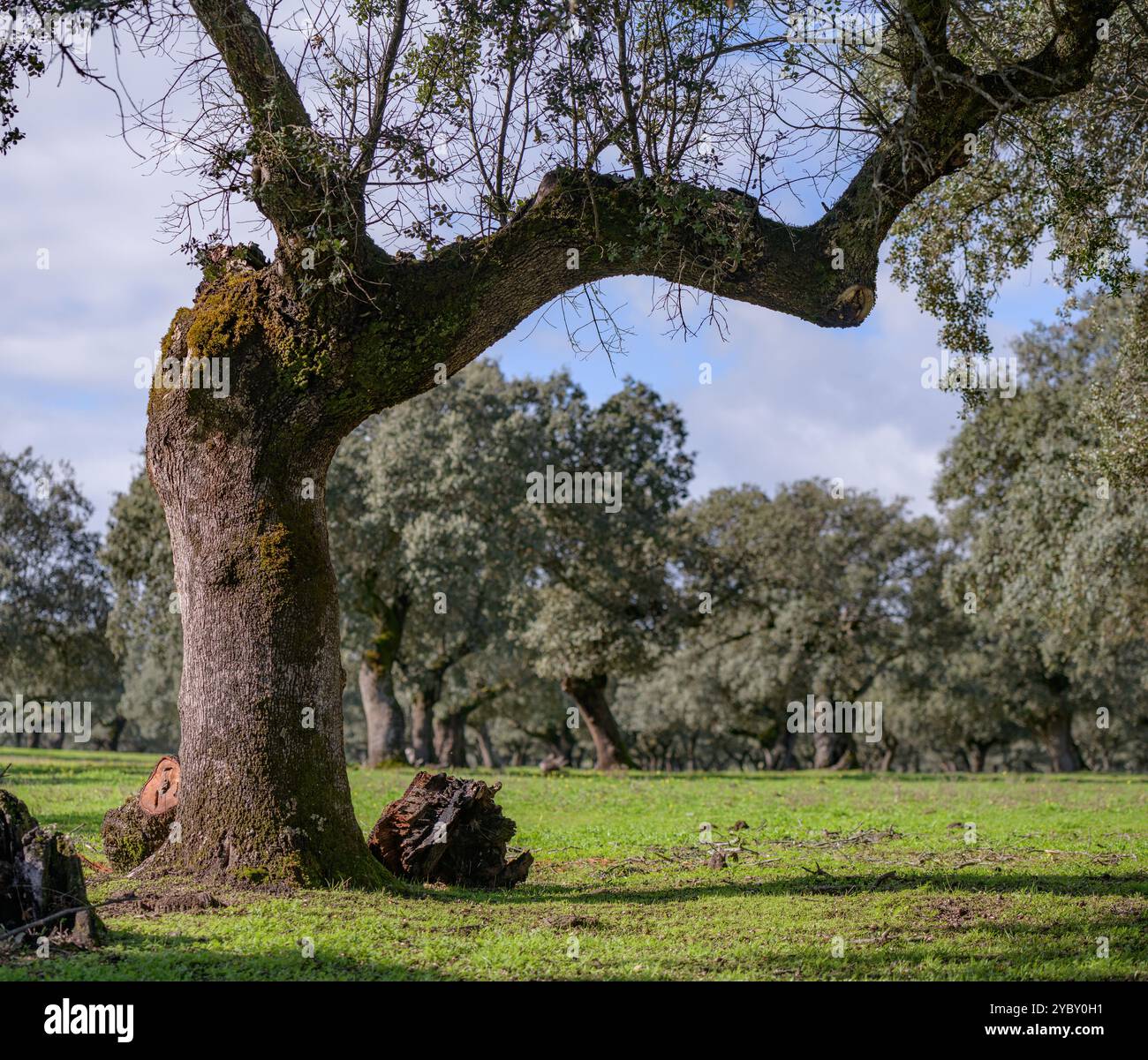 Jerte Valley, Extremadura, Spanien, Europa Stockfoto