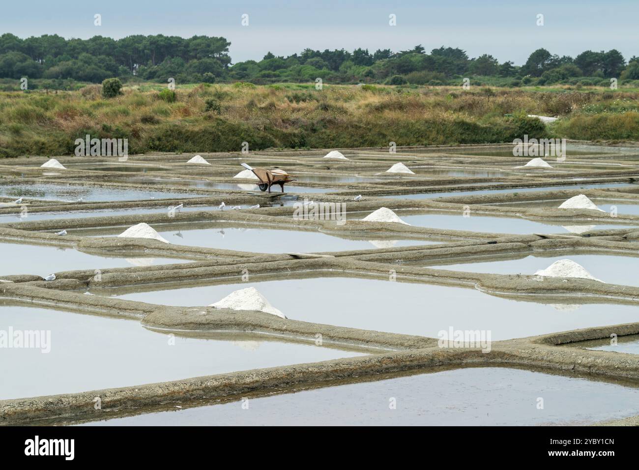 Marais salants bei Guérande, Frankreich Stockfoto
