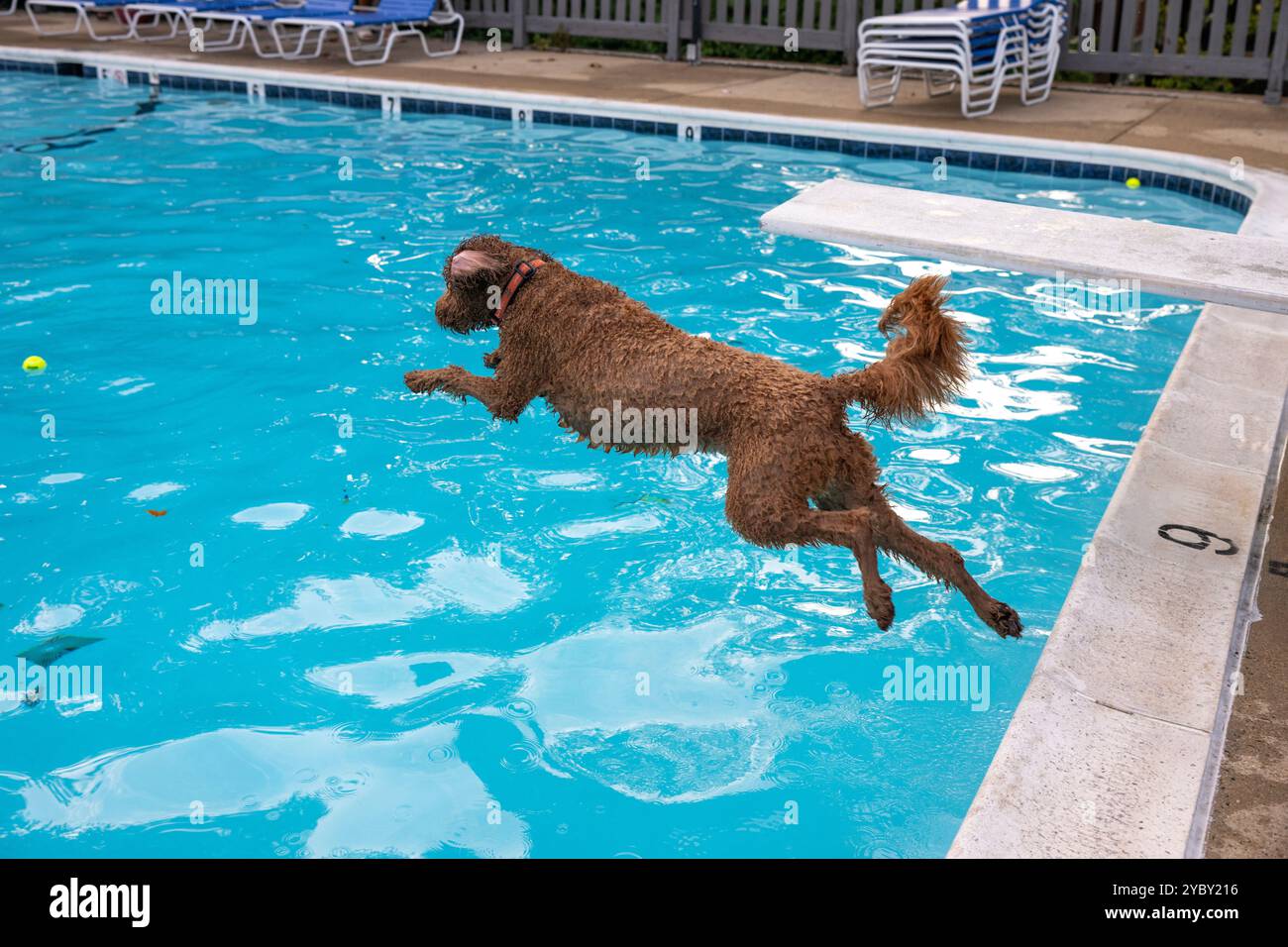 Ein brauner Labradoodle-Hund springt in einen Pool und jagt einen Ball. Sequenz. In einer Wohngemeinde in Arlington, Virginia, sind die Bewohner bereit, mitzubringen Stockfoto