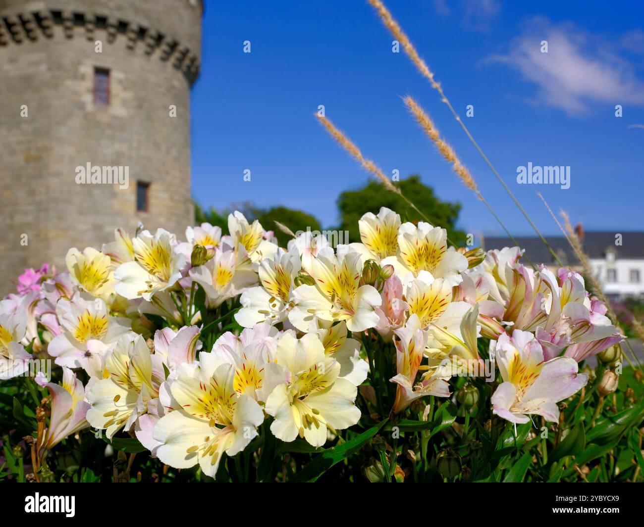 Makro der weißen und gelben peruanischen Lilienblüte (Alstroemeria aurantiaca) in Guérande in Pays de la Loire in Westfrankreich Stockfoto