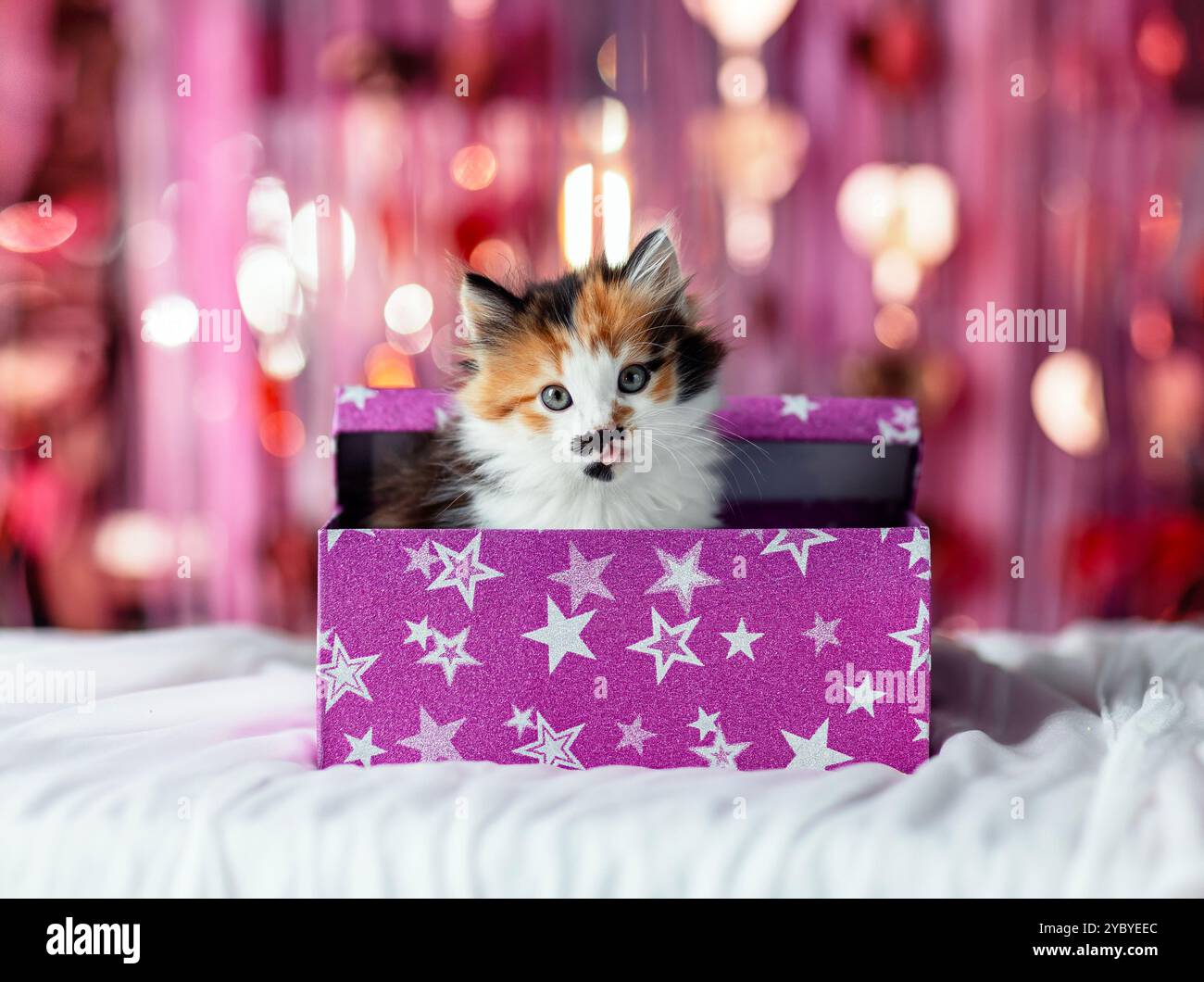 valentinskarte mit süßem flauschigem Kätzchen, das aus der Geschenkbox auf glänzendem festlichem rosa Hintergrund blickt Stockfoto