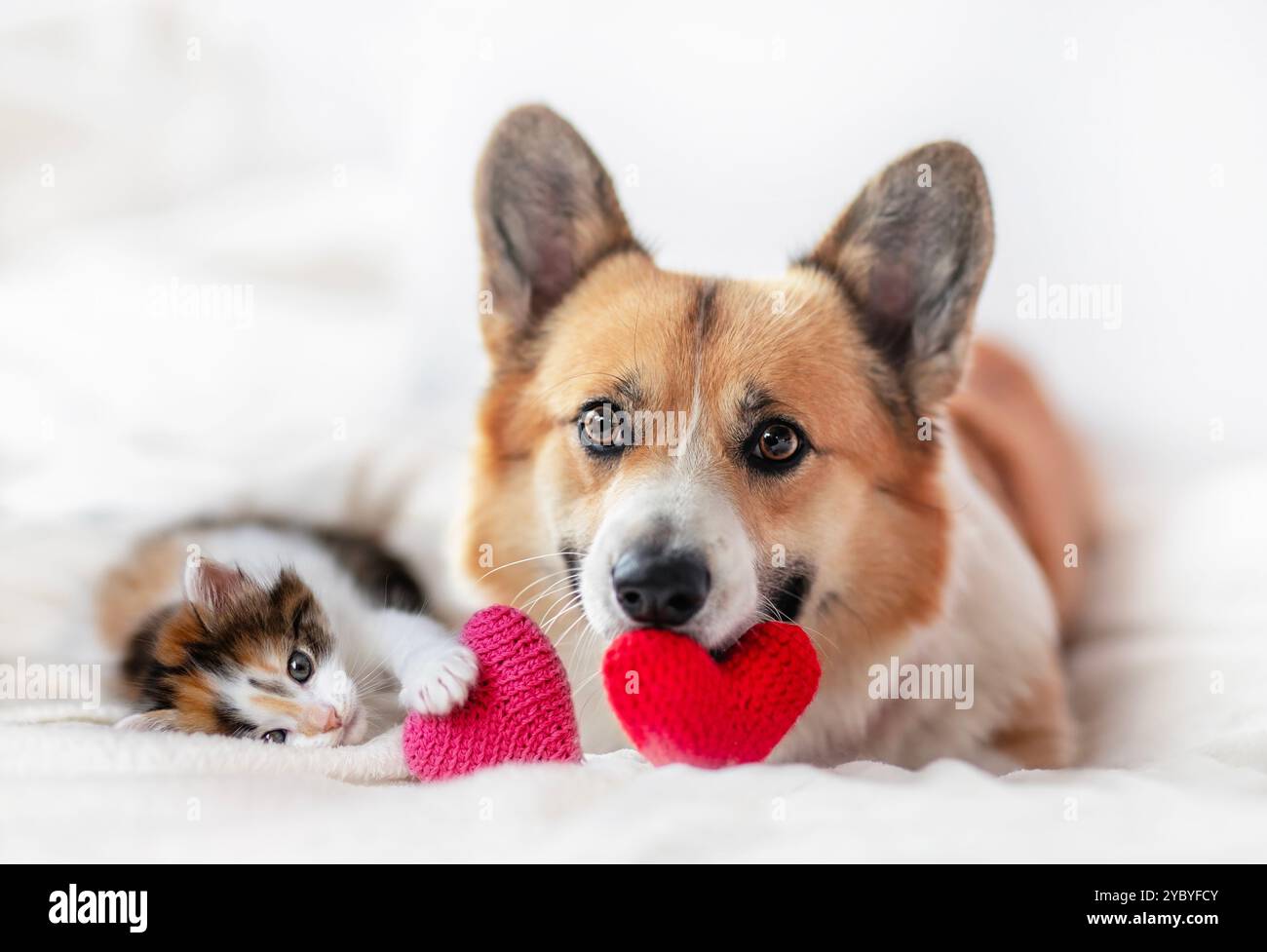 Niedlicher Hund und Kätzchen, der am Valentinstag neben den Herzen liegt Stockfoto