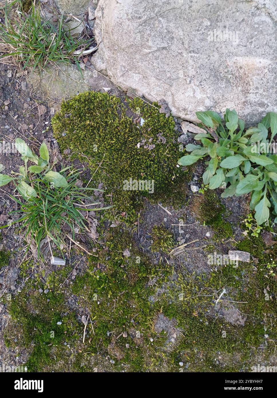Grünes Moos, Gras und Felsen: Blick von oben Stockfoto
