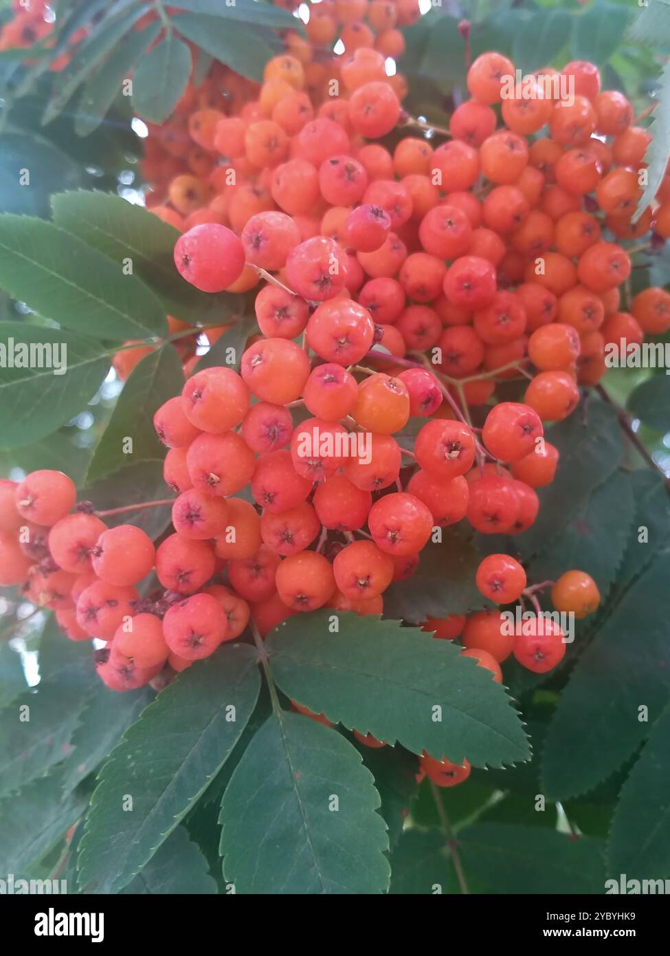 Herbsthintergrund: Rote vogelbeeren unter grünen Blättern Stockfoto