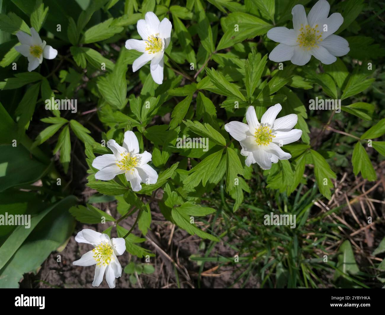 Hintergrund des Frühlings: anemone nemorosa weiße Blüten und grüne Blätter Stockfoto