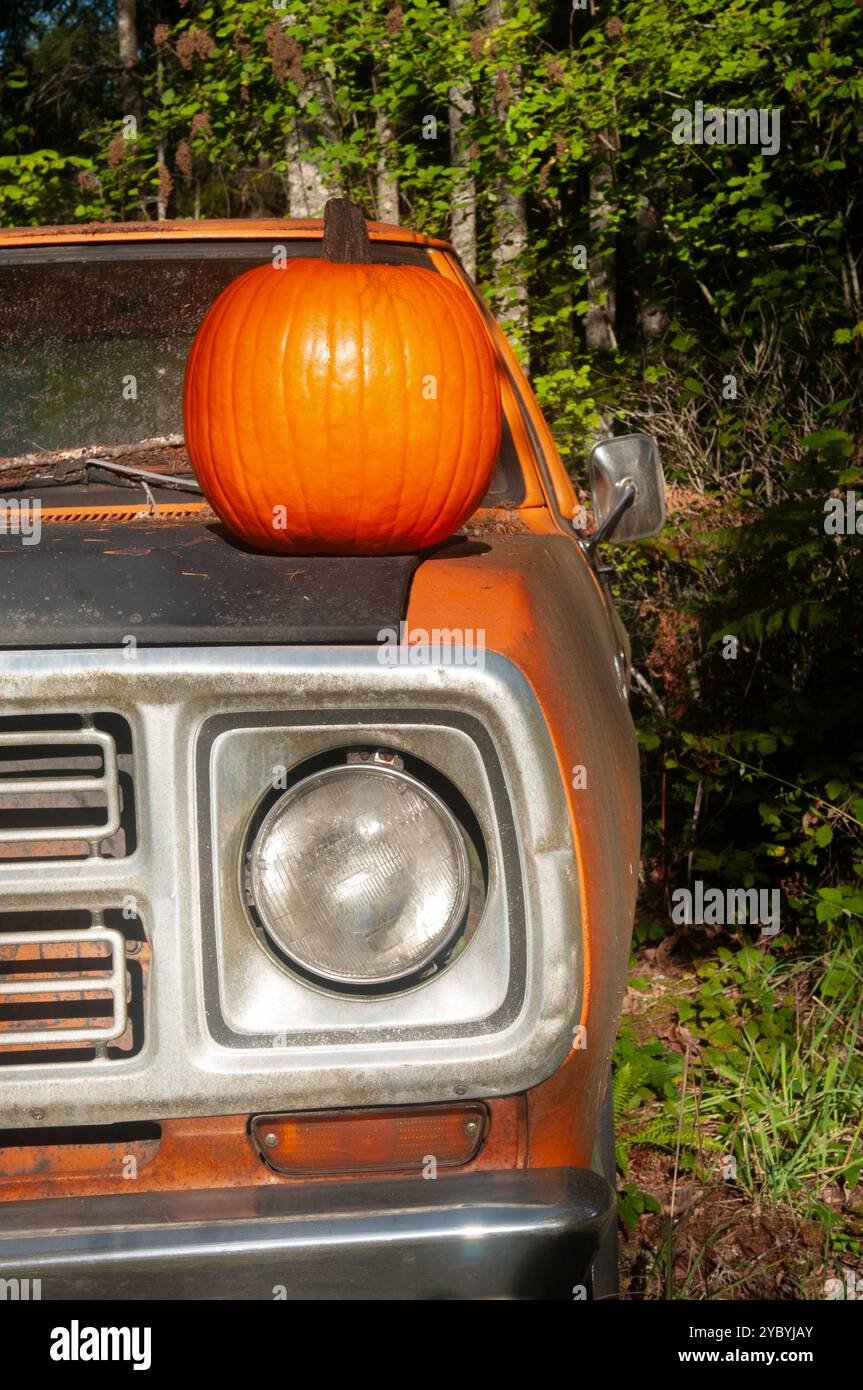 Ein Kürbis auf der Motorhaube eines verlassenen Pick-up-Trucks im Wald. Stockfoto