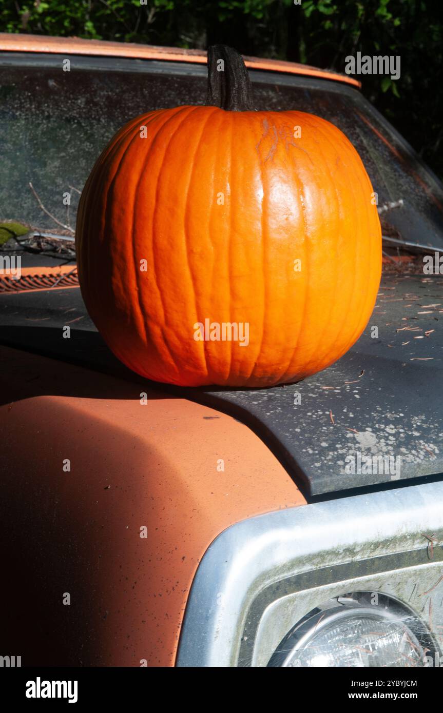 Ein runder orangefarbener Kürbis, die Motorhaube eines orangen Pickup-Trucks. Stockfoto