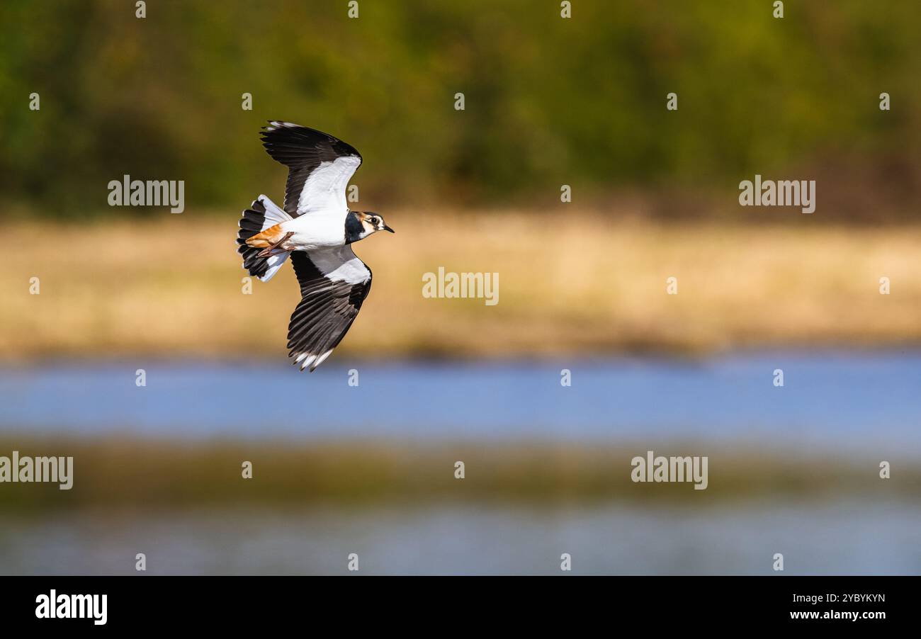 Northern Lapwing, Vanellus vanellus bei einem Flug über Herbstmoore Stockfoto