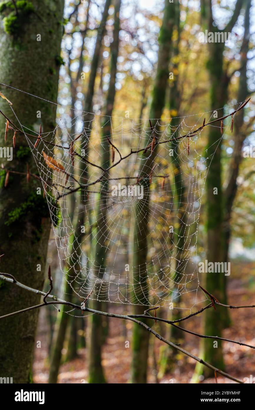 Ein kompliziertes Spinnennetz mit Tautropfen in einem ruhigen Herbstwald, das die Kunstfertigkeit der Natur zeigt Stockfoto