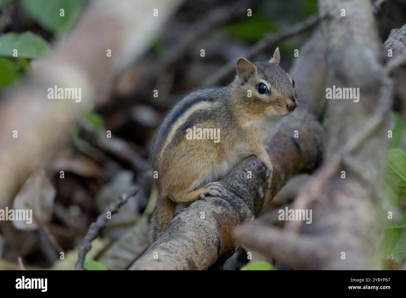 Ein Streifenhörnchen liegt friedlich auf einem Zweig und zeigt stolz seine markanten Streifen in einer ruhigen Waldlandschaft Stockfoto