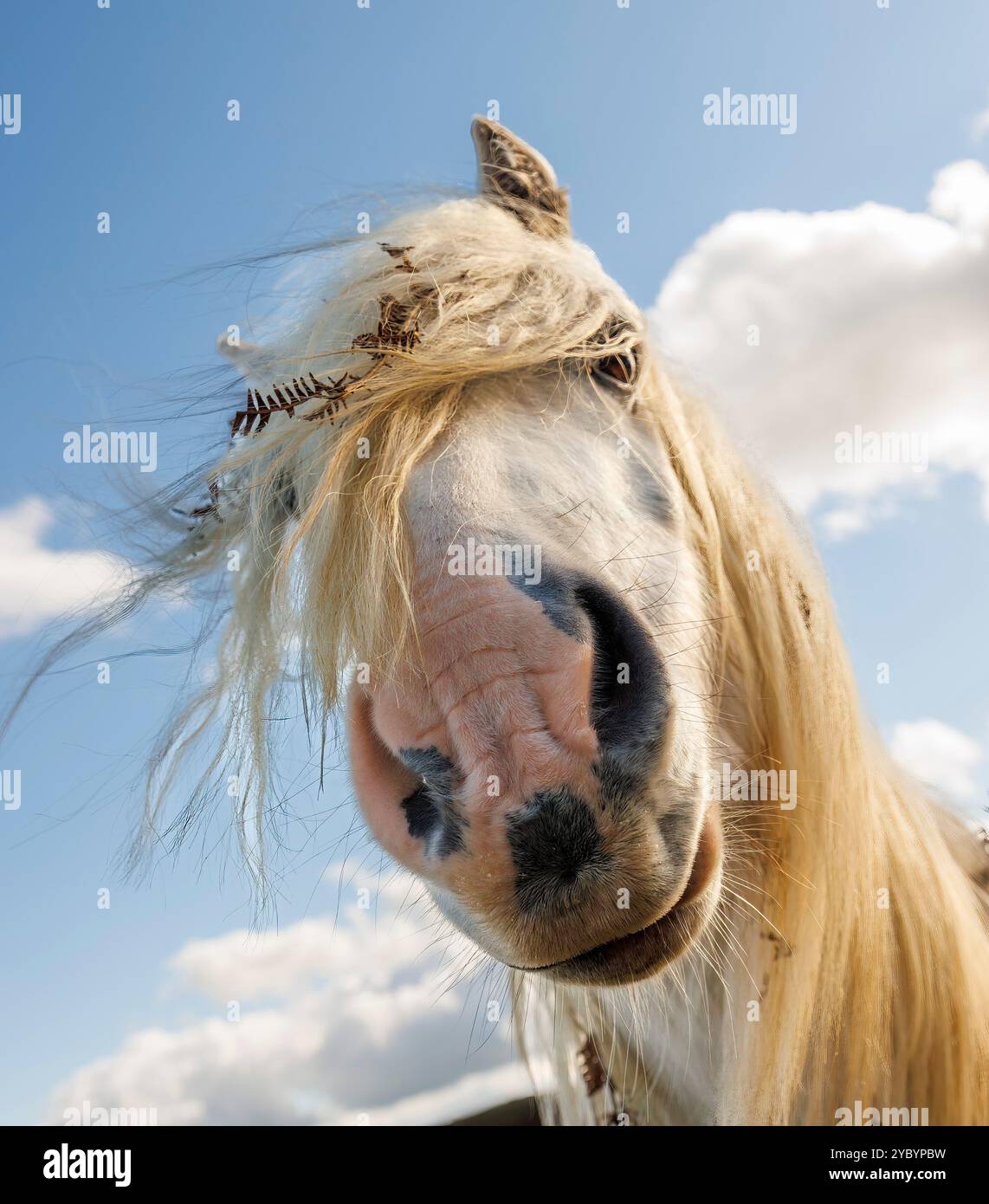 Pony auf dem Long Mynd, Carding Mill Valley, Shropshire, England, Großbritannien Stockfoto