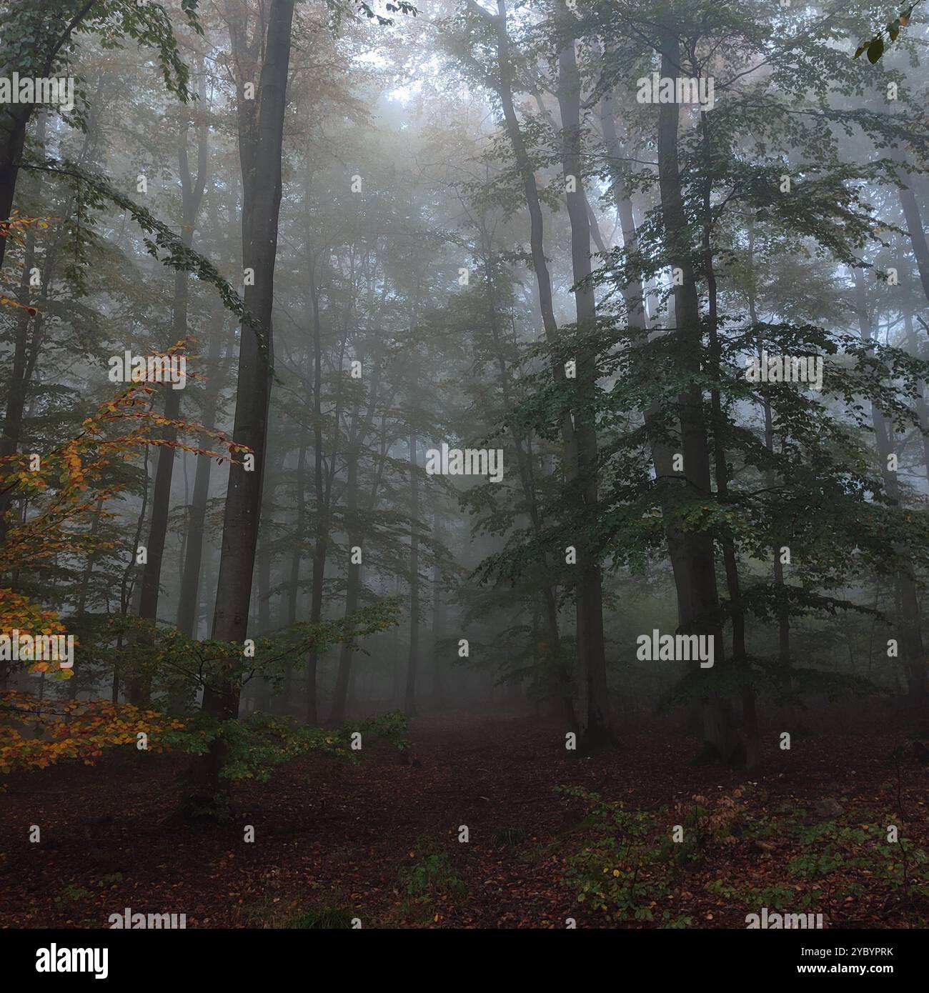 Wald im Nebel Stockfoto