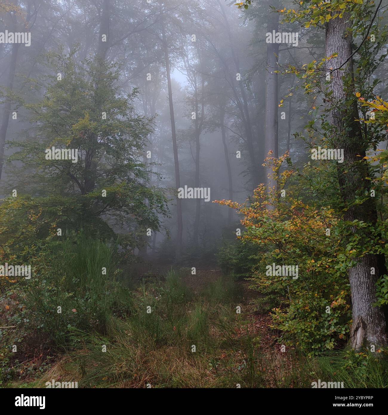 Wald im Nebel Stockfoto