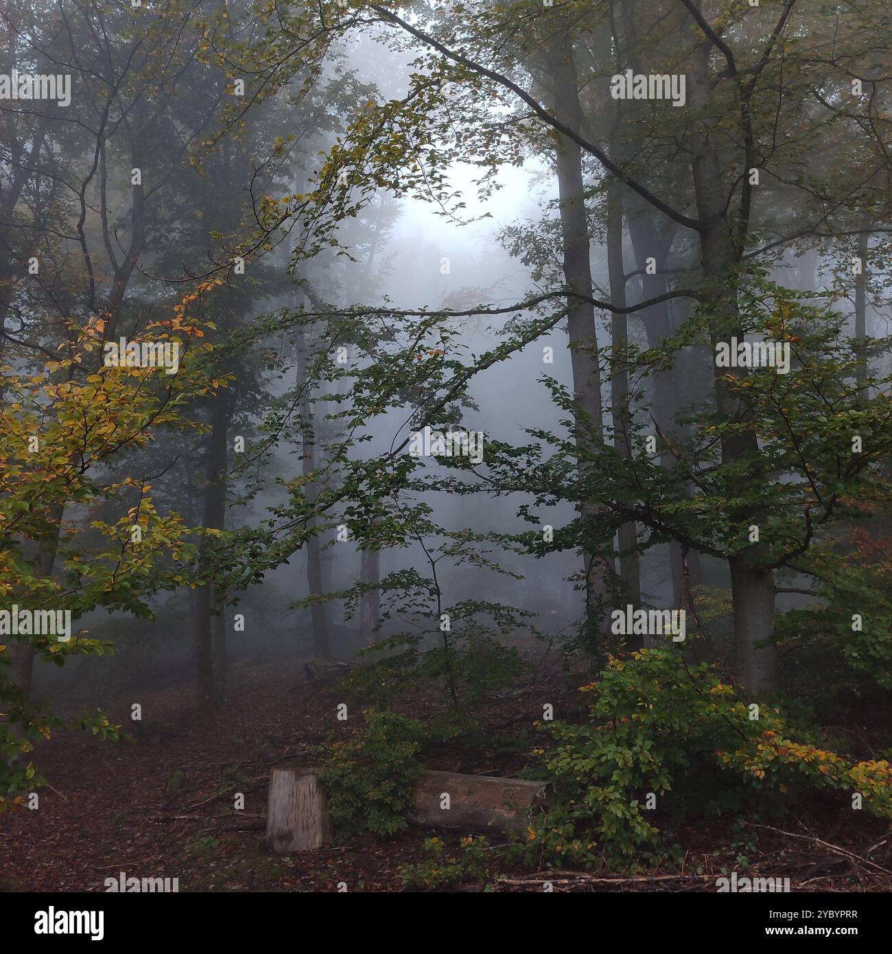 Wald im Nebel Stockfoto