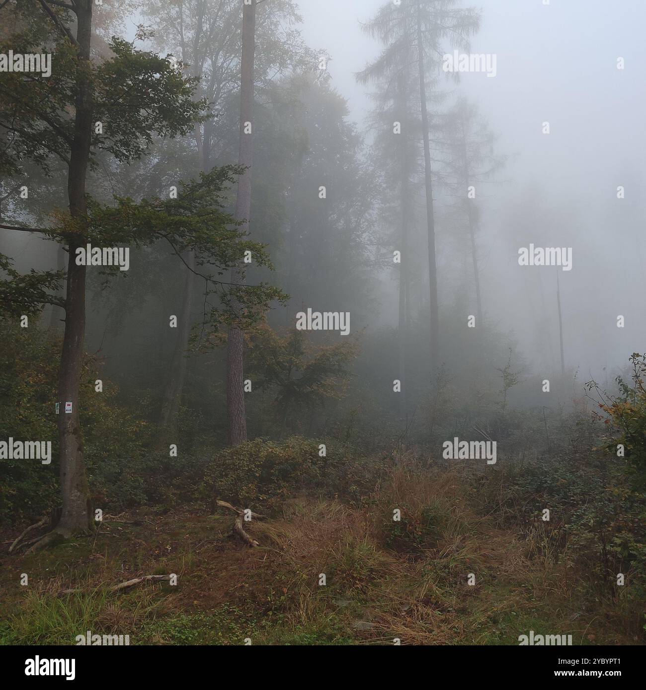 Wald im Nebel Stockfoto