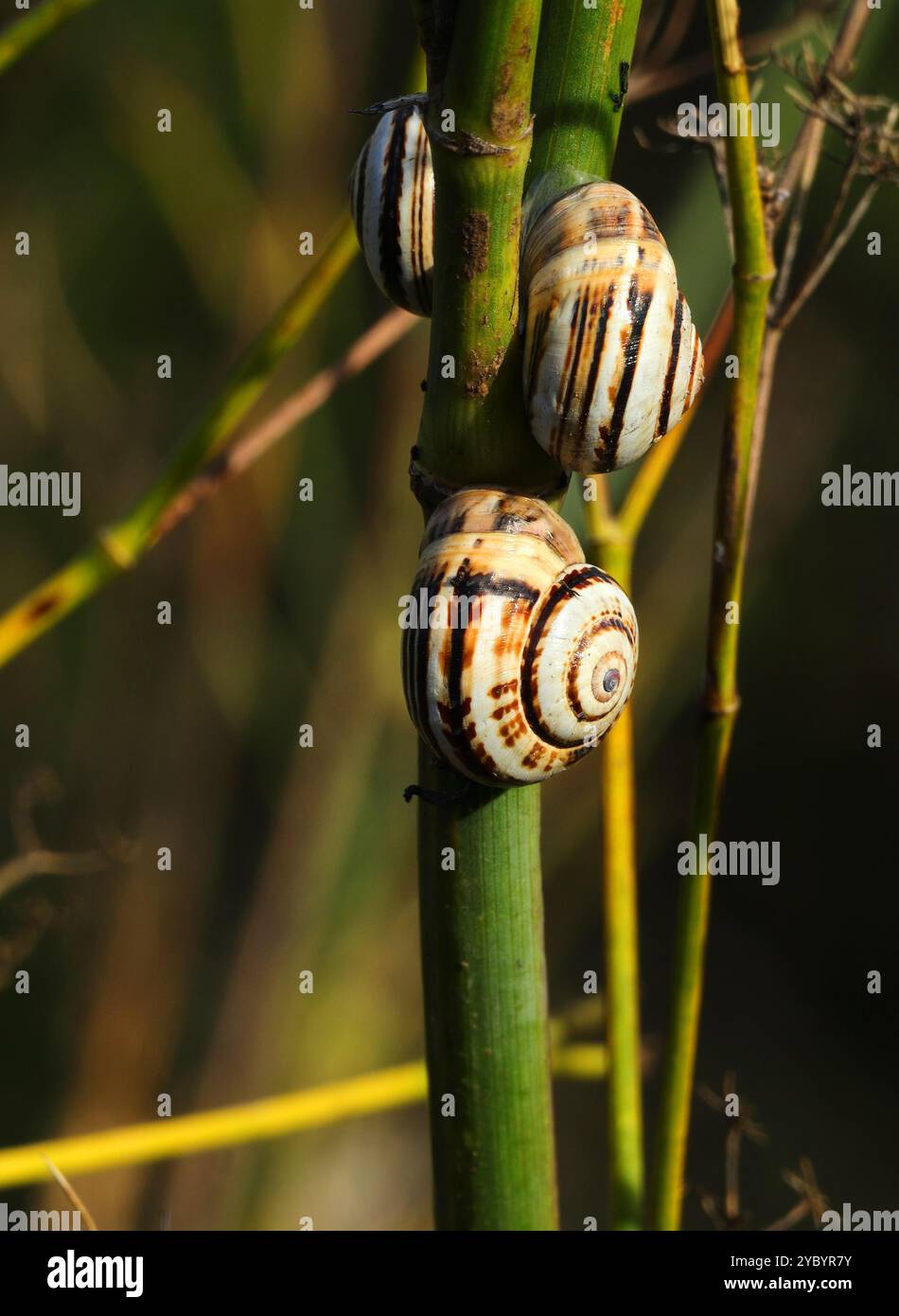 Nahaufnahme von essbaren Schnecken an einem Fenchelstrauch. Schnecken, die mit Zwiebeln, Knoblauch, Lorbeerblatt und Oregano gekocht werden, sind ein beliebtes Gericht und ein Snack in Portugal. Stockfoto