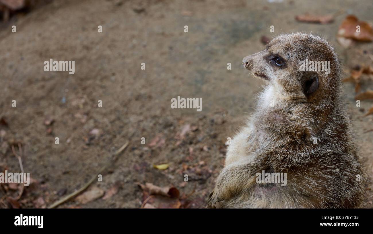 Ein erwachsener Erdmännchen spaziert im Freien. Kopierbereich Stockfoto
