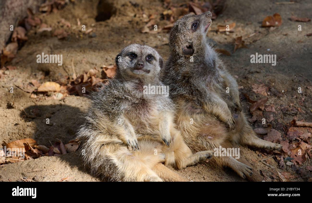 Ein erwachsener Erdmännchen läuft draußen, ein Paar Tiere sitzen Stockfoto