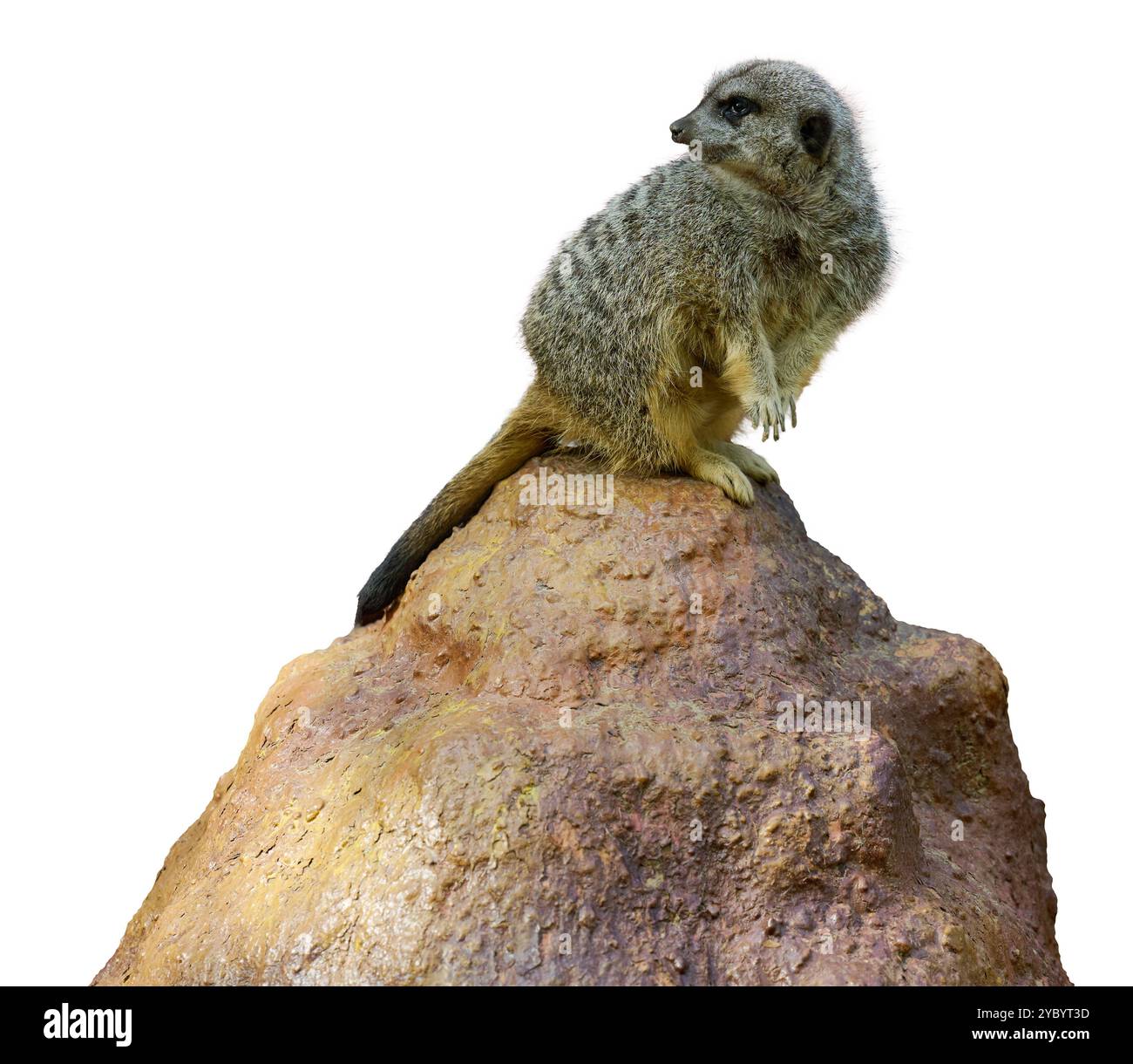 Erwachsener Erdmännchen, der auf einem Felsen sitzt und auf isoliertem Hintergrund wegschaut Stockfoto