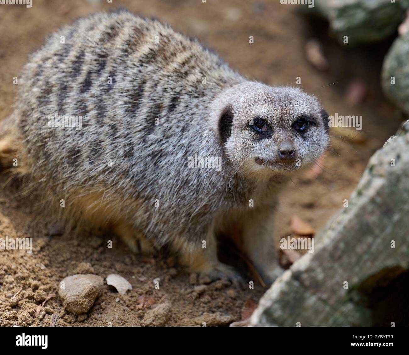 Ein erwachsener Erdmännchen spaziert im Freien Stockfoto